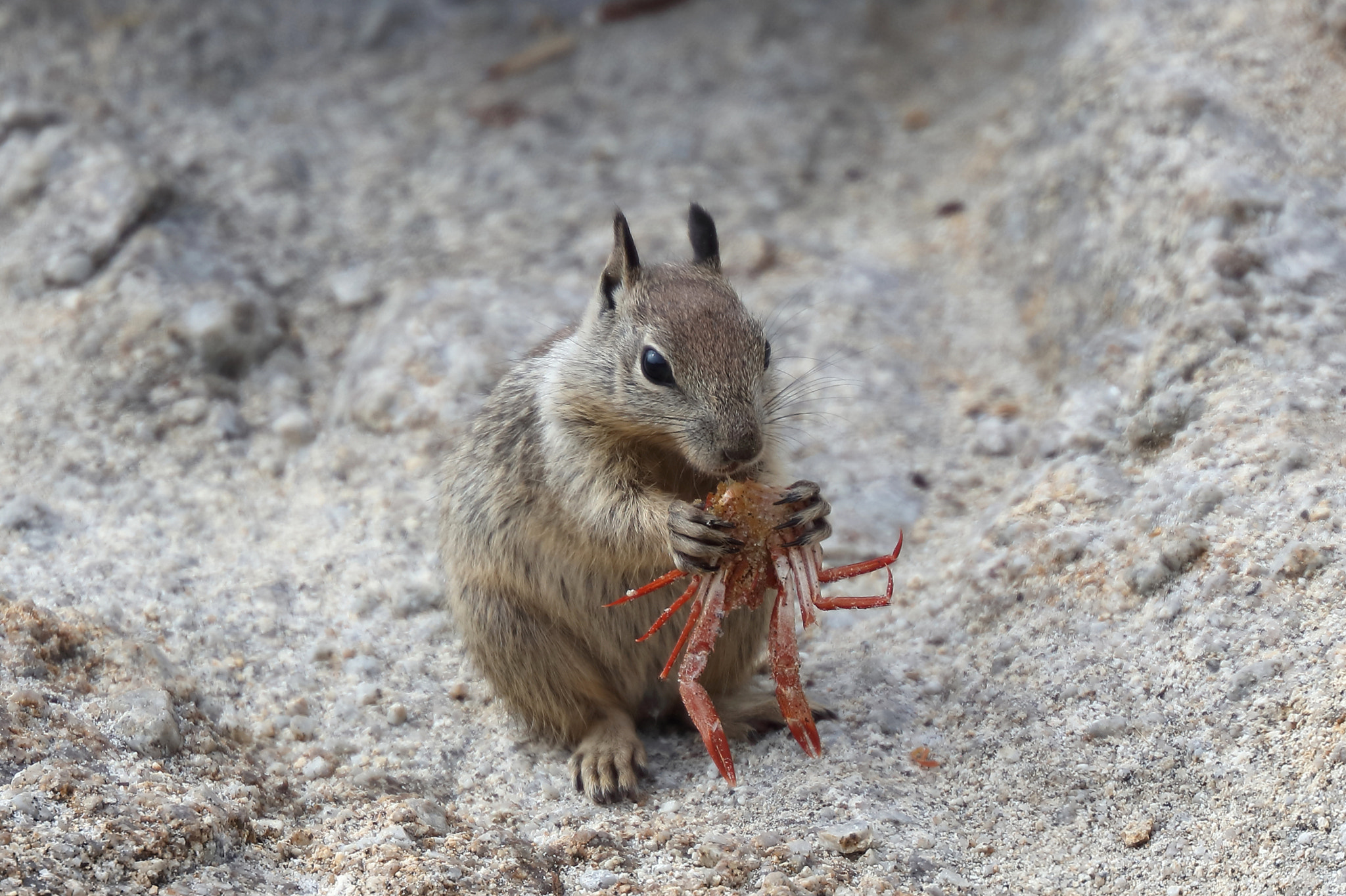 Canon EF 200mm F2L IS USM sample photo. Who doesn't like crab photography