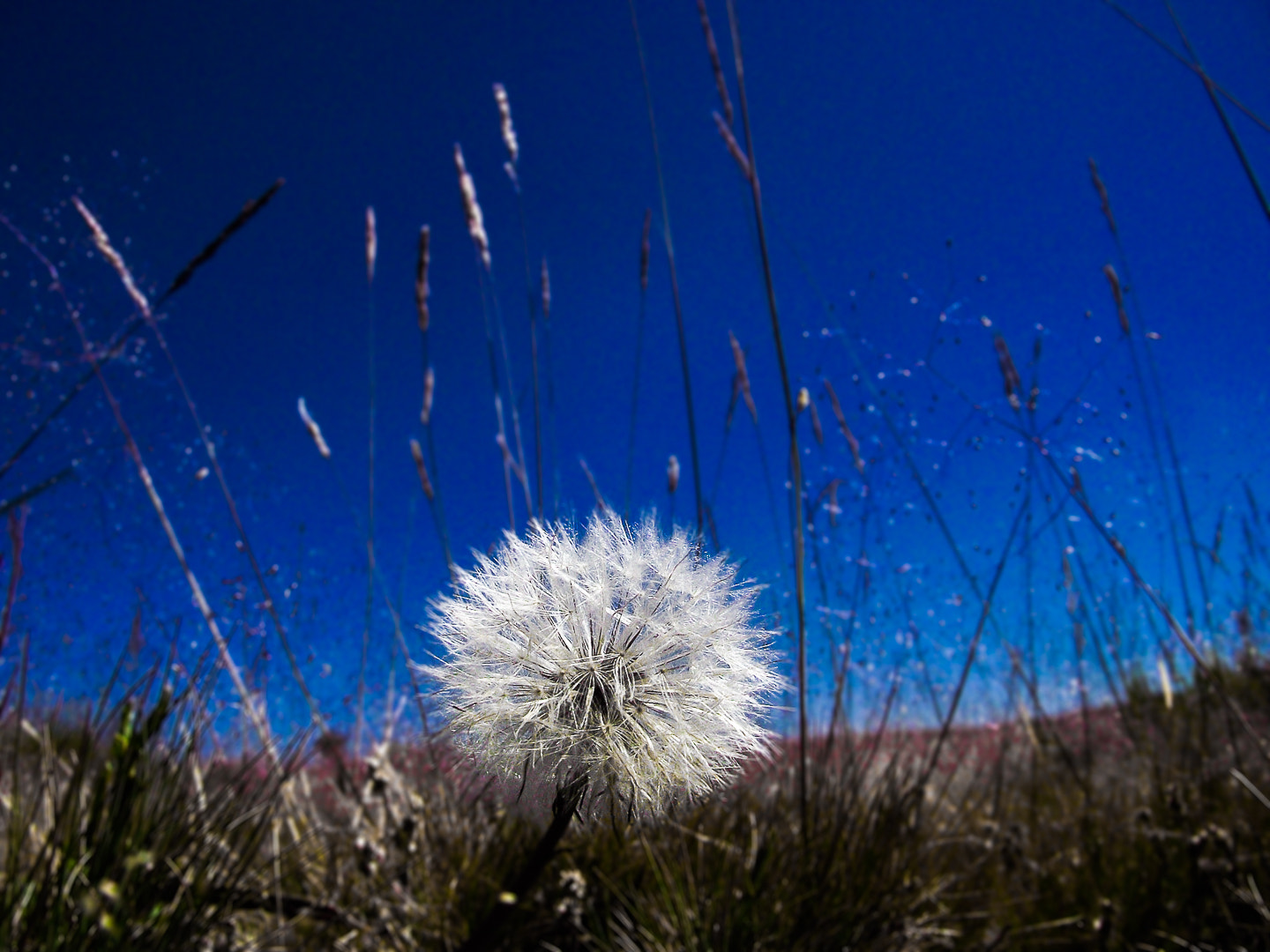 FujiFilm FinePix S1600 (FinePix S1770) sample photo. Dente de leao photography