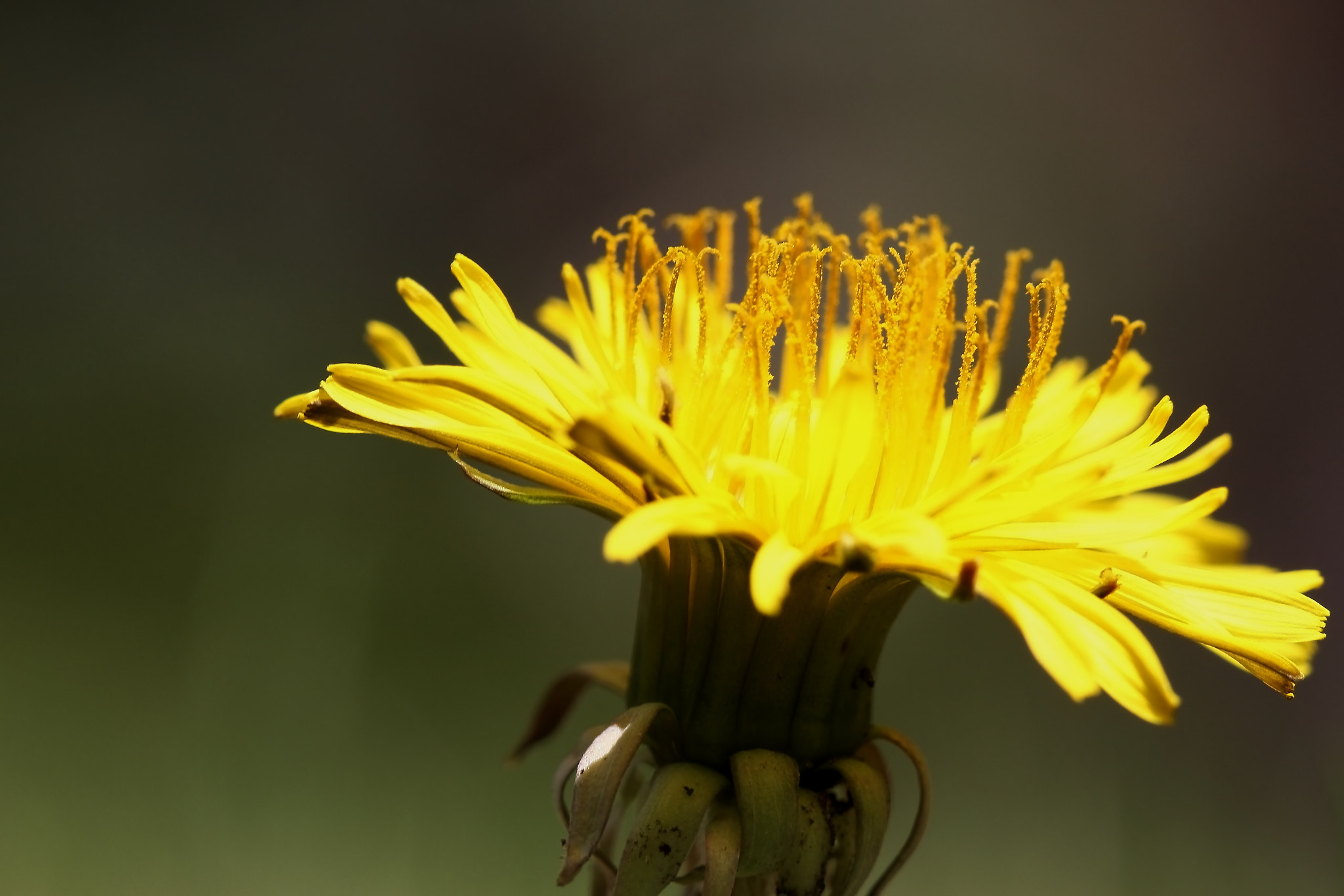 Canon EF 100mm F2.8L Macro IS USM sample photo. Dandelion photography