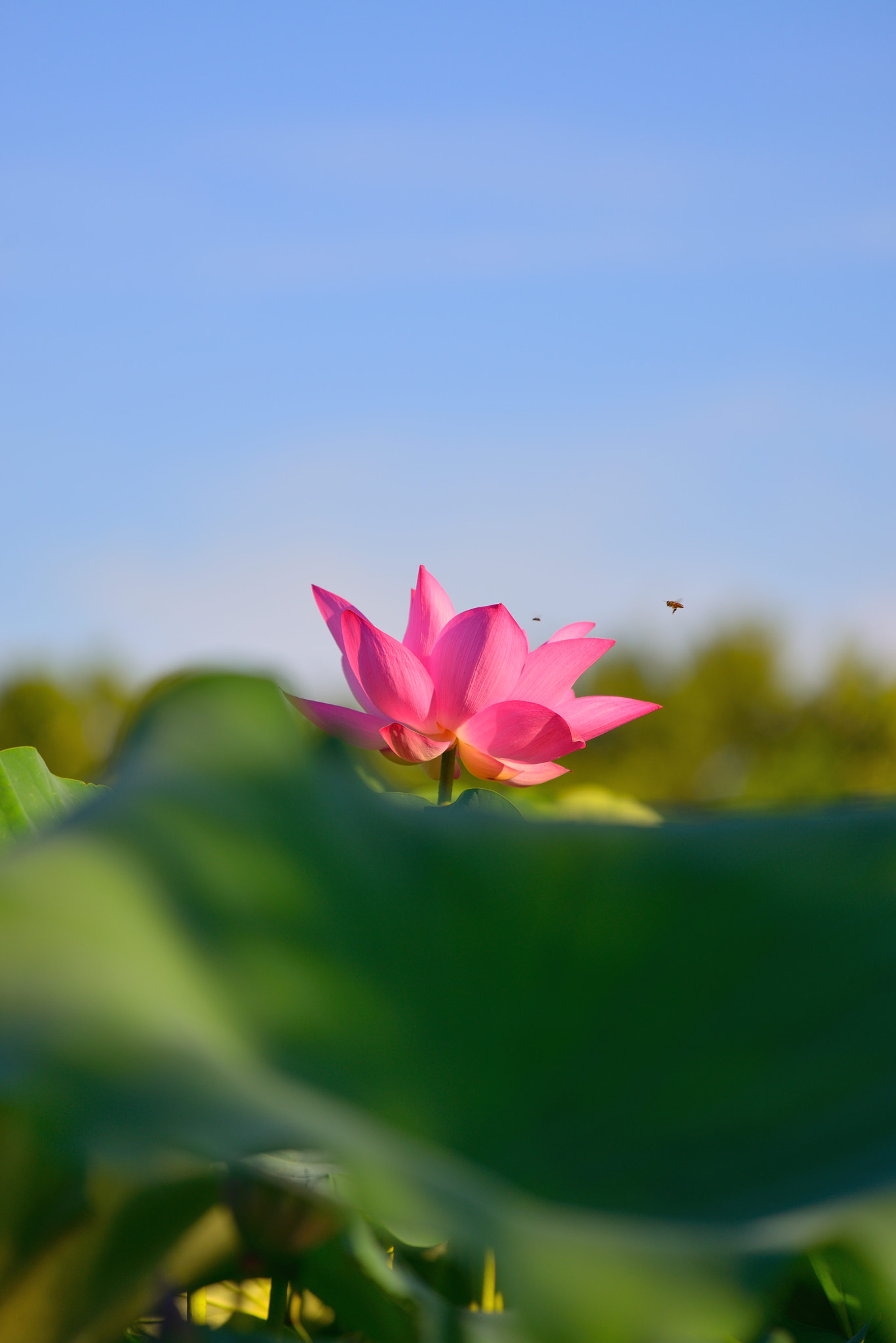 Nikon AF-S Nikkor 70-200mm F4G ED VR sample photo. Lotus photography