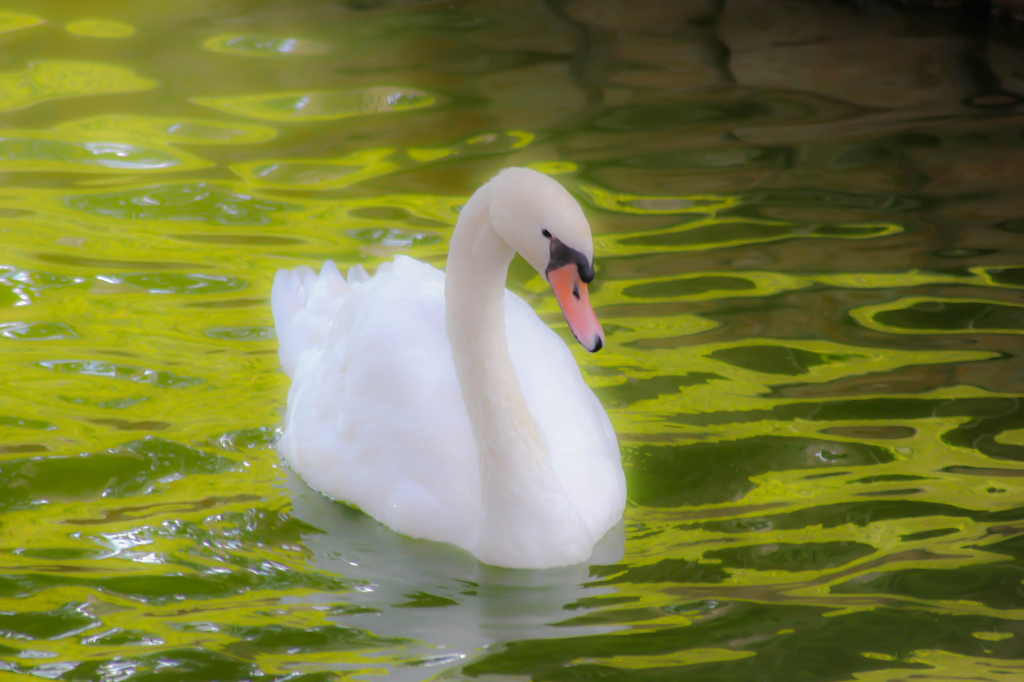 Canon EOS 550D (EOS Rebel T2i / EOS Kiss X4) sample photo. Swan photography