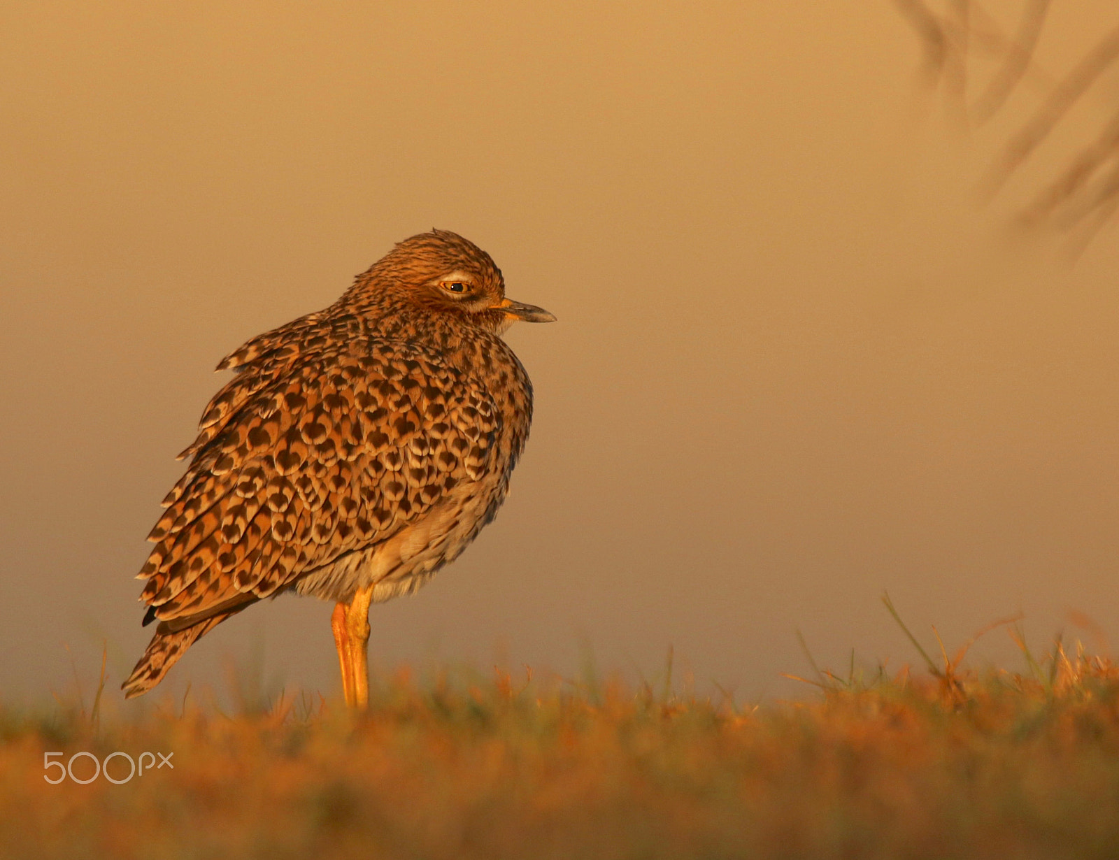 Canon EF 100-400mm F4.5-5.6L IS USM sample photo. Spotted thick-knee...enjoying the afternoon sun. photography