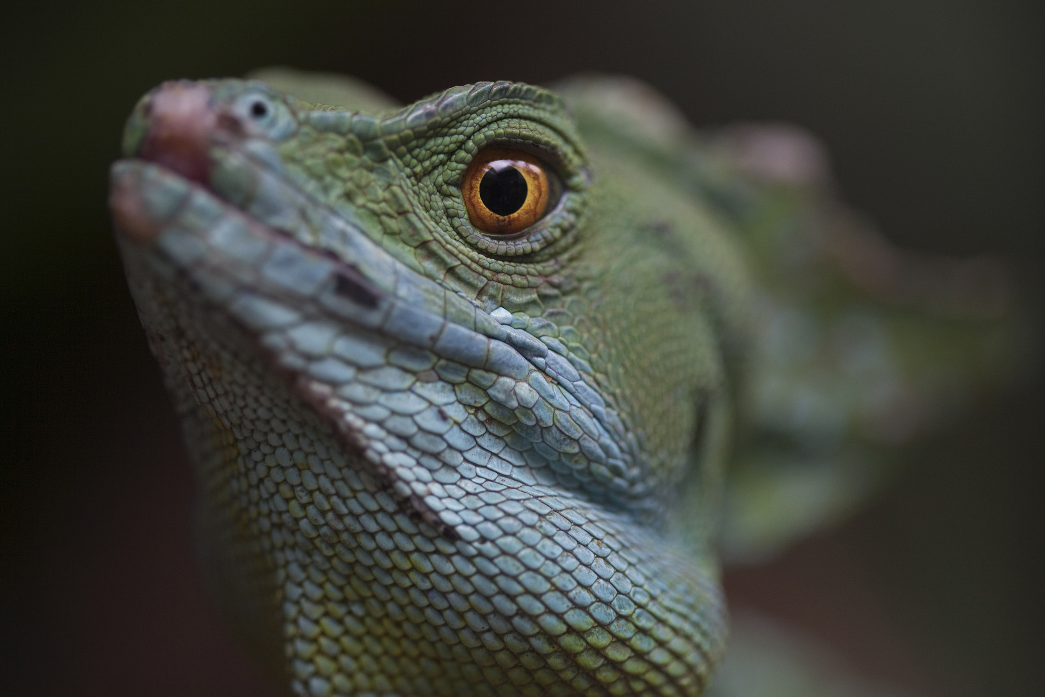 Canon EF 100mm F2.8 Macro USM sample photo. Costa rica zé photography