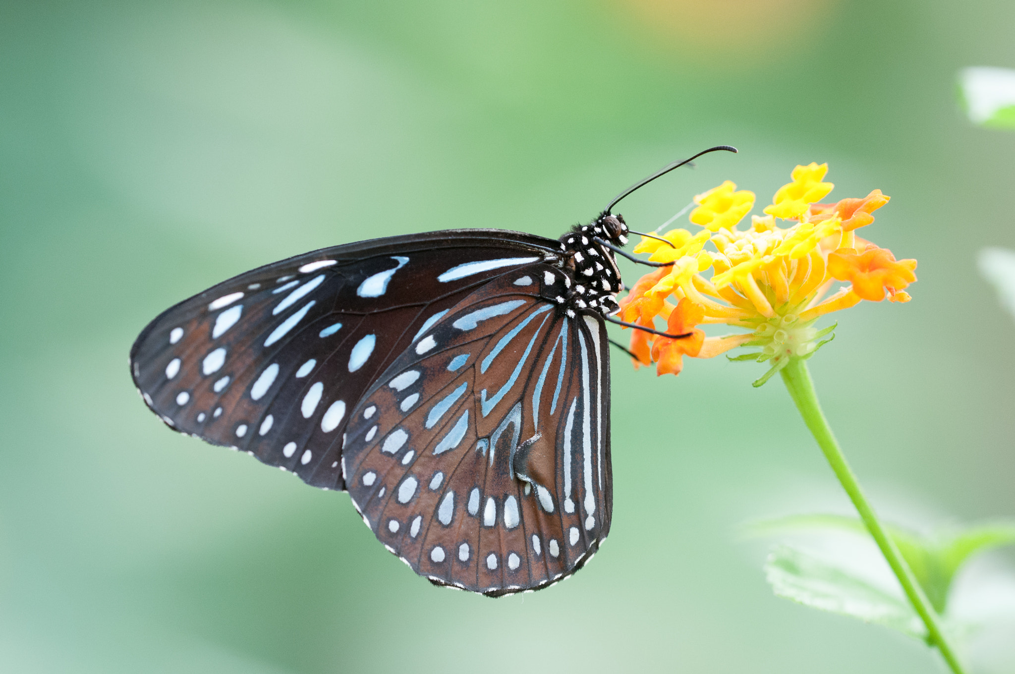 Sigma 150mm F2.8 EX DG OS Macro HSM sample photo. Dark blue tiger photography