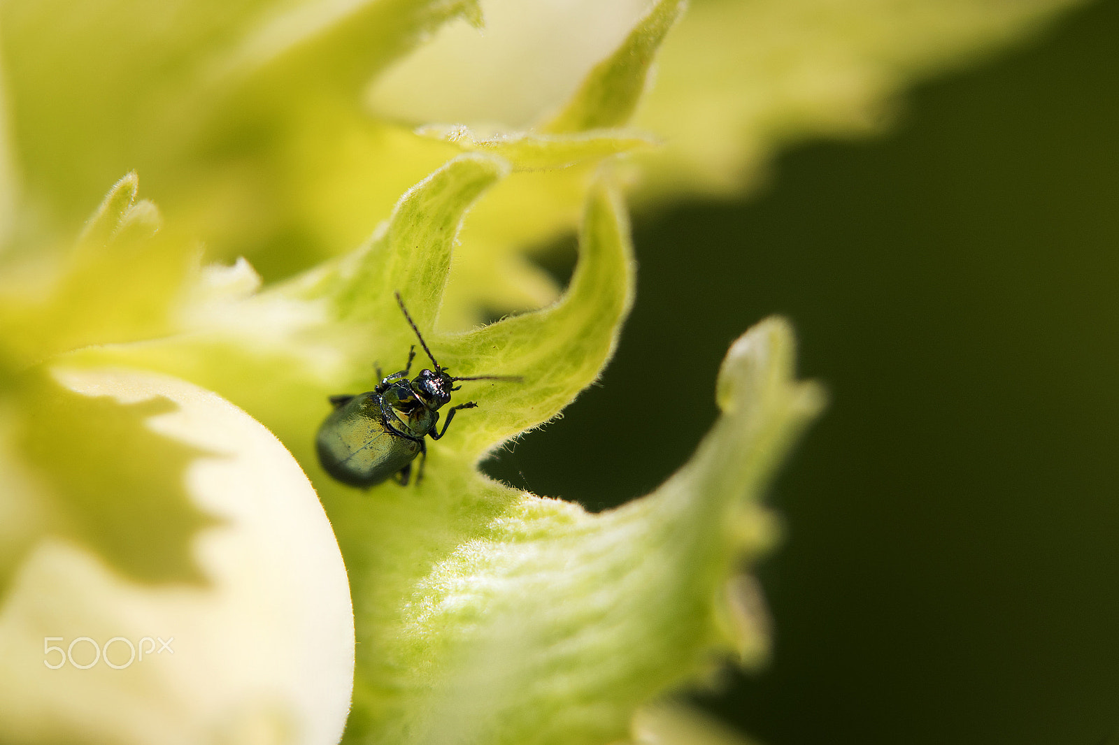 Pentax K-1 sample photo. Grain vert photography