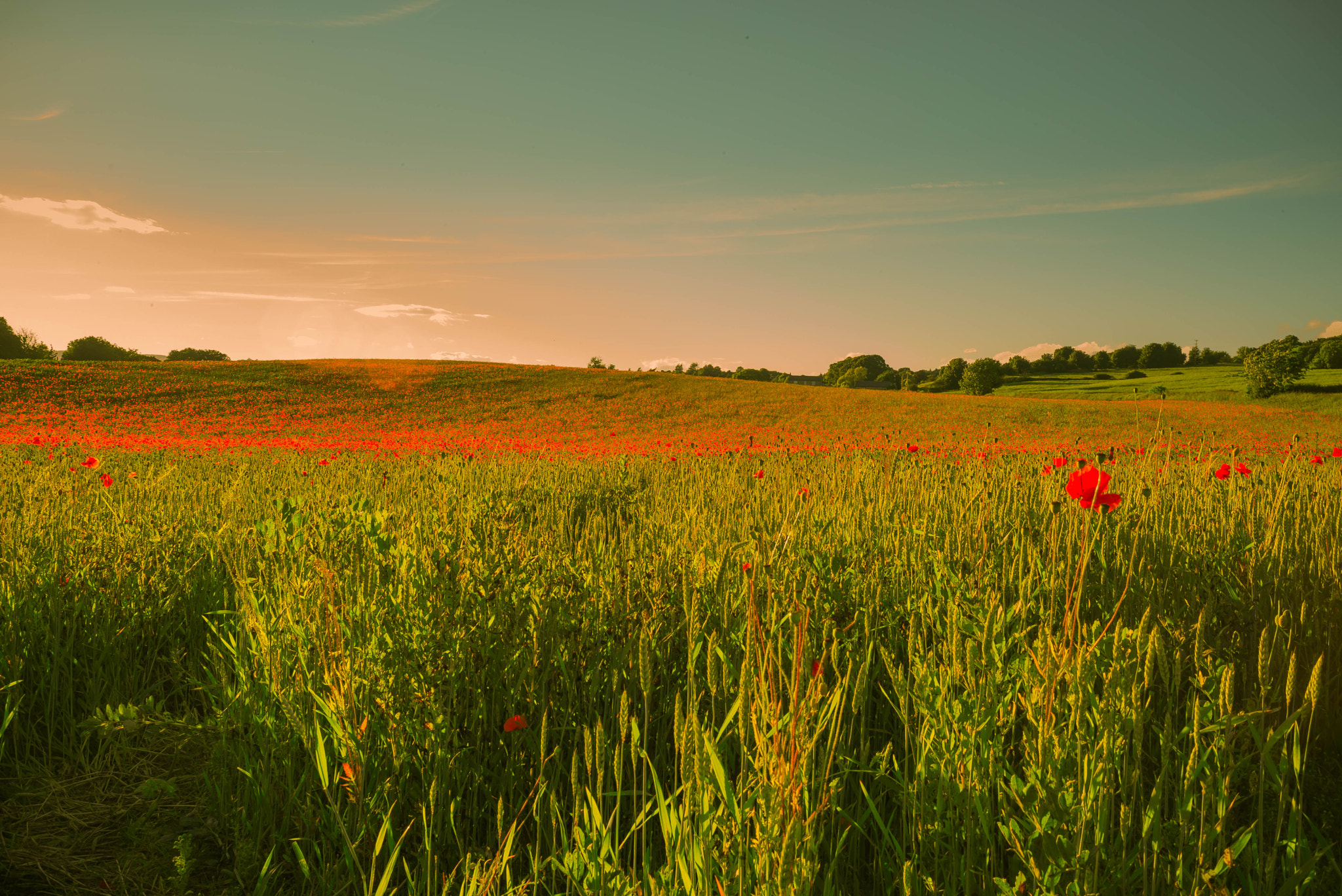 Summicron-M 1:2/35 sample photo. This shot was taken at sunset just outside corbridge. photography