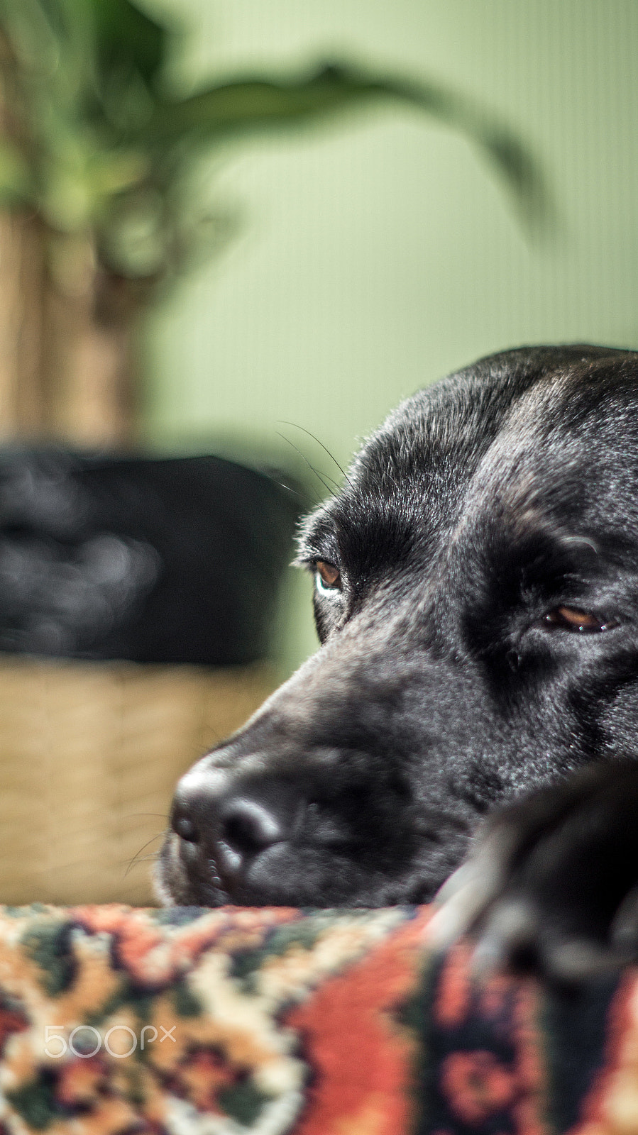 Sony SLT-A35 + Minolta AF 50mm F1.7 sample photo. Boredom photography