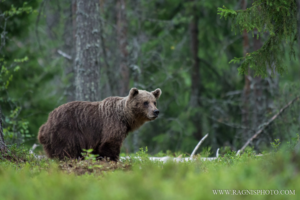 Nikon AF-S Nikkor 300mm F2.8G ED VR II sample photo. Brown bear in the woods photography