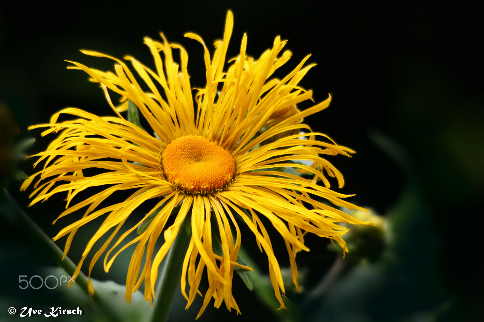 Canon EOS 1000D (EOS Digital Rebel XS / EOS Kiss F) + Sigma 150-500mm F5-6.3 DG OS HSM sample photo. Yellow summer flower photography