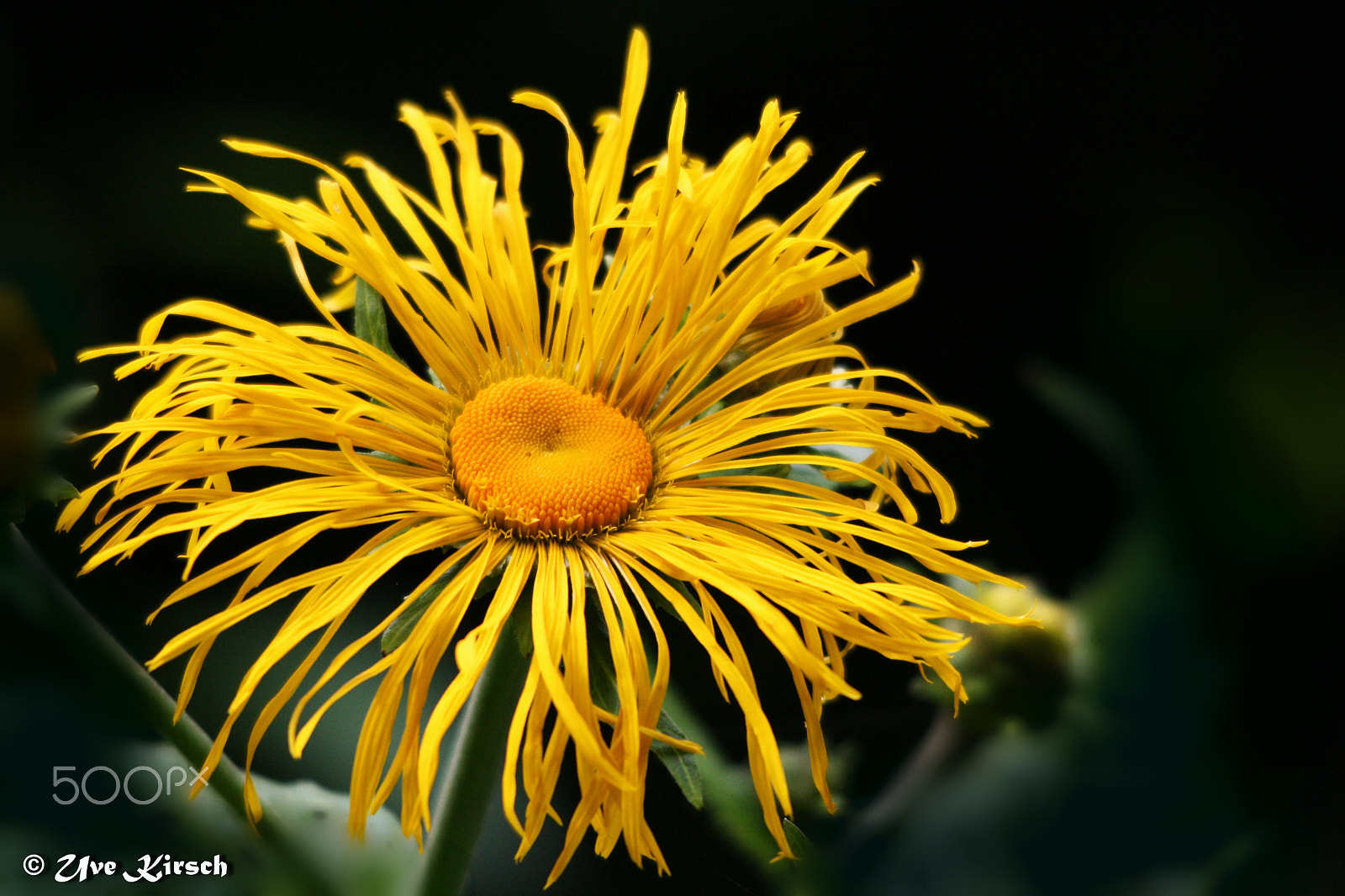 Sigma 150-500mm F5-6.3 DG OS HSM sample photo. Yellow summer flower photography