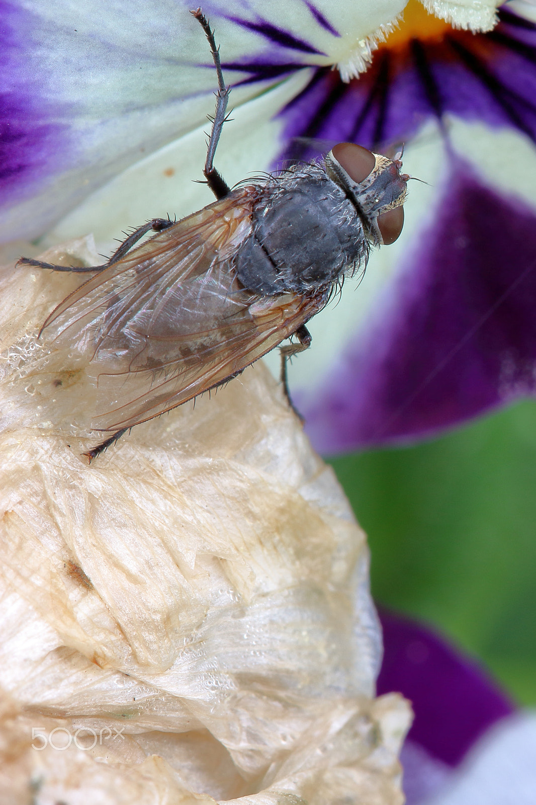 Canon EF 100mm F2.8 Macro USM sample photo. Fly photography