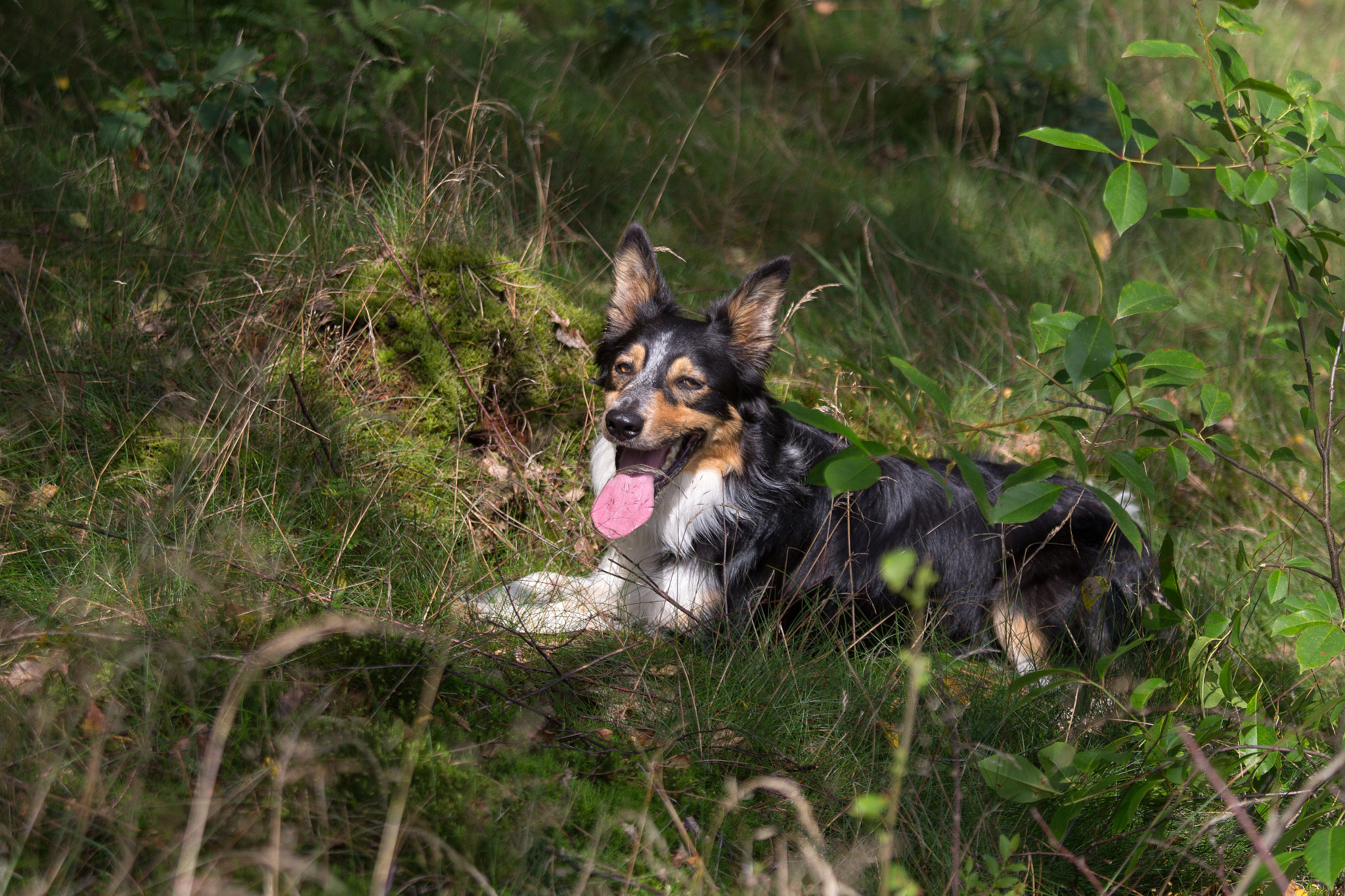 Canon EF 70-200mm F4L IS USM sample photo. Chip photography