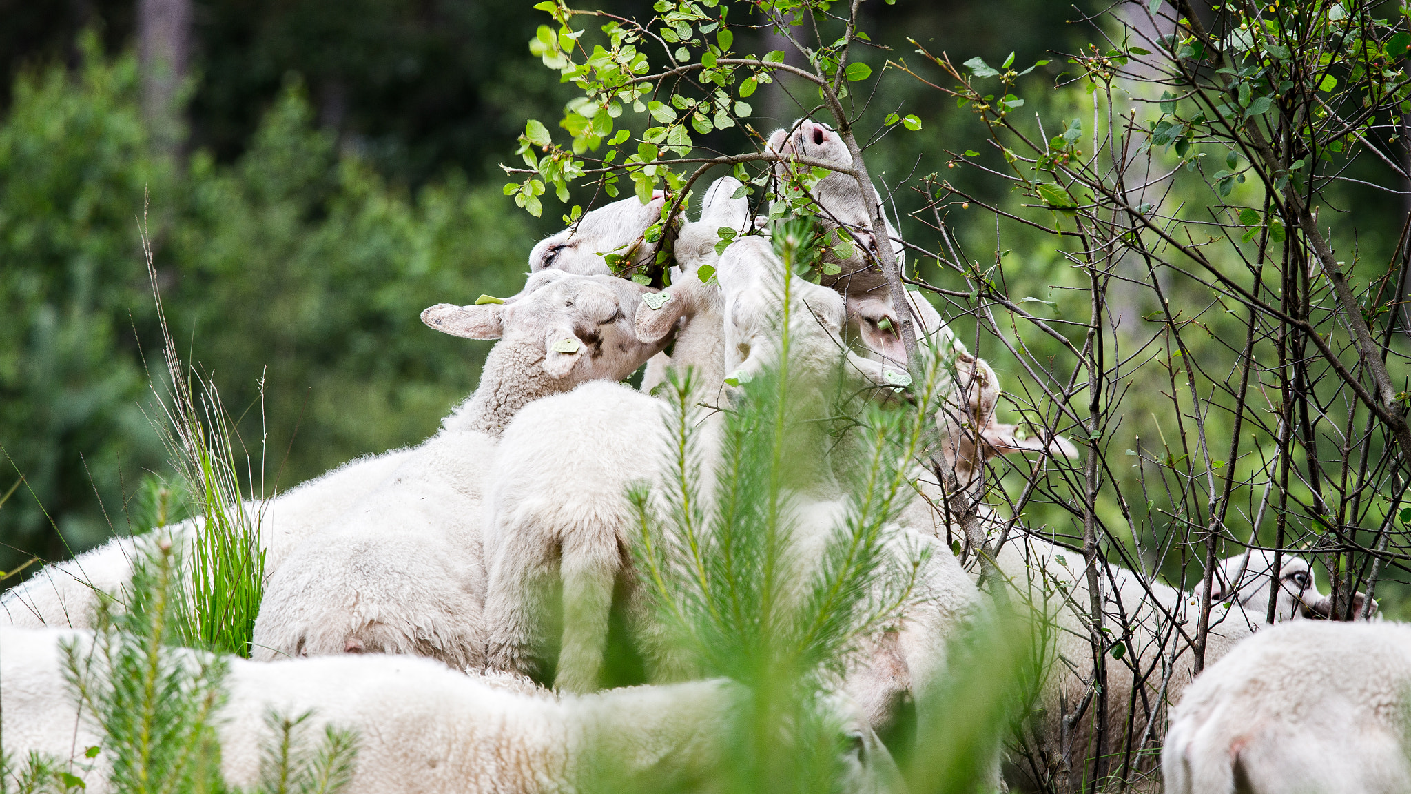 Canon EF 70-200mm F4L IS USM sample photo. Sheep 1 photography