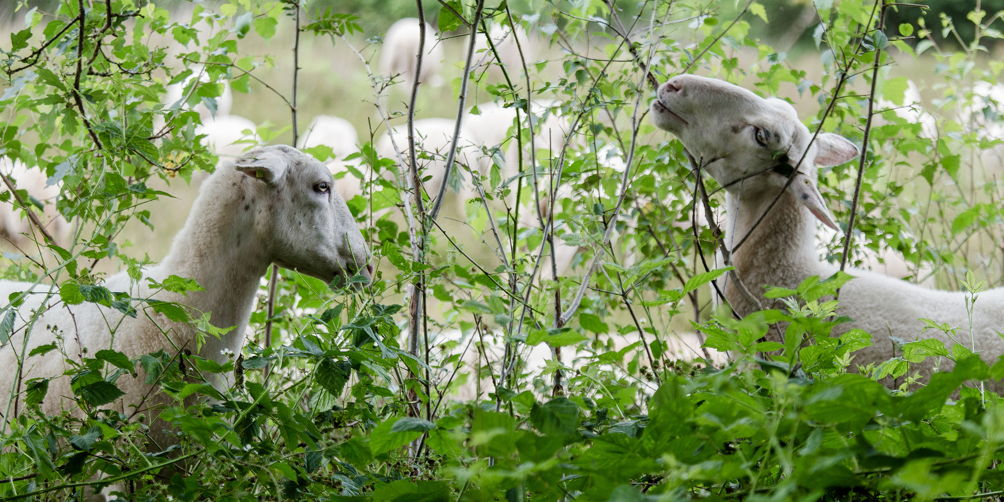 Canon EF 70-200mm F4L IS USM sample photo. Sheep 2 photography