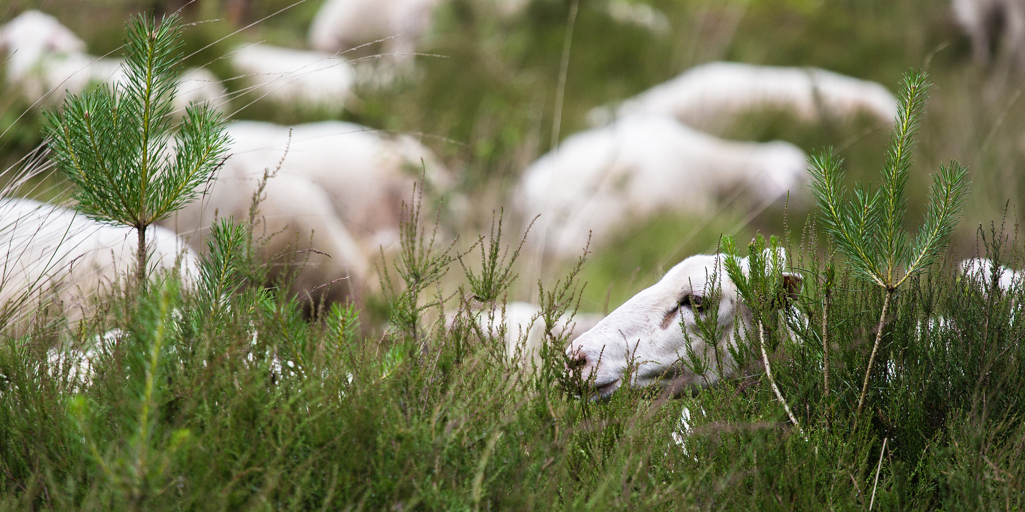 Canon EF 70-200mm F4L IS USM sample photo. Sheep 3 photography
