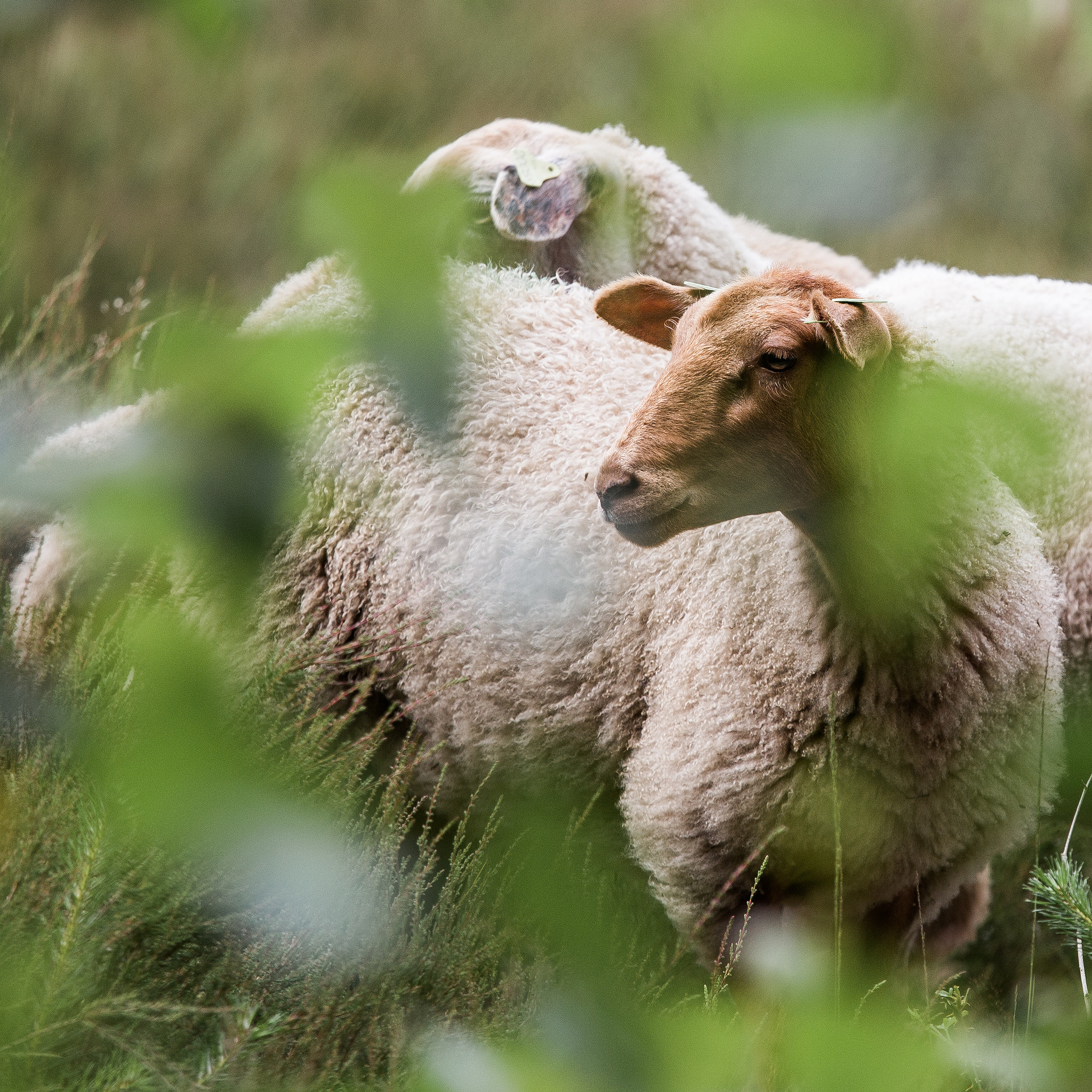 Canon EF 70-200mm F4L IS USM sample photo. Sheep 4 photography