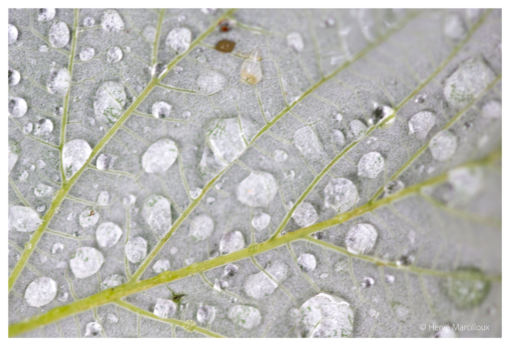 Sony SLT-A77 + 105mm F2.8 sample photo. Waterdrops photography