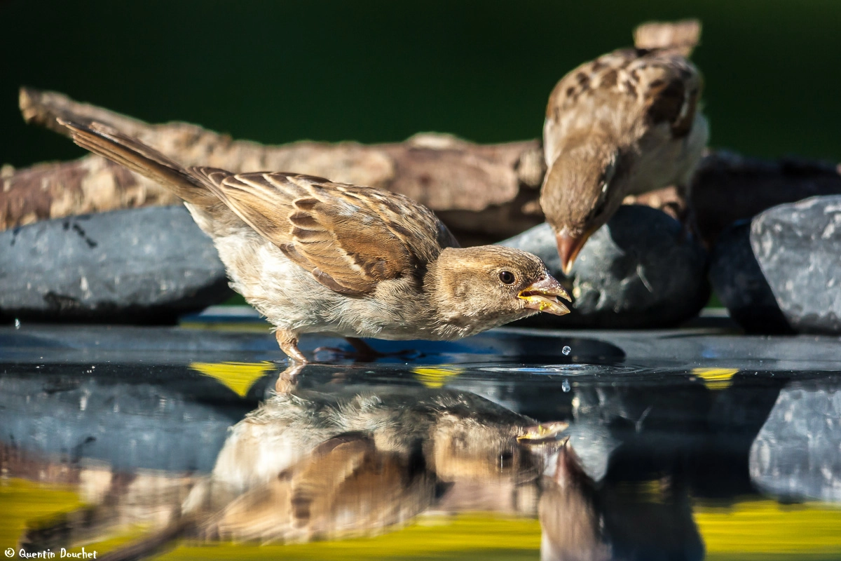 Canon EF 600mm F4L IS II USM sample photo. Moineau qui boit photography