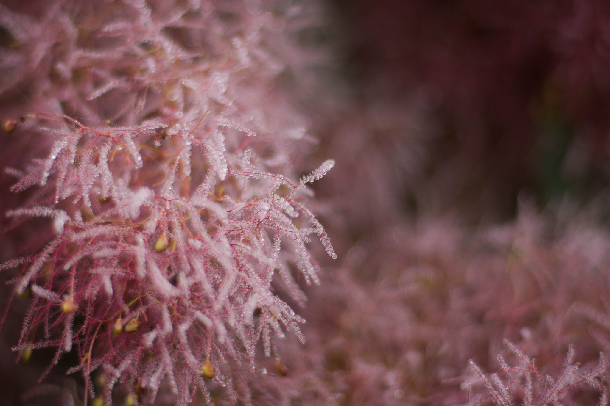 Nikon D7100 + AF Nikkor 50mm f/1.4 sample photo. Purple mist photography