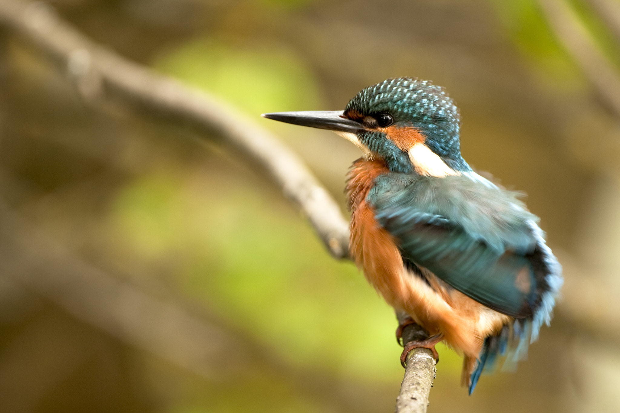 Canon EF 500mm F4L IS USM sample photo. Kingfisher photography