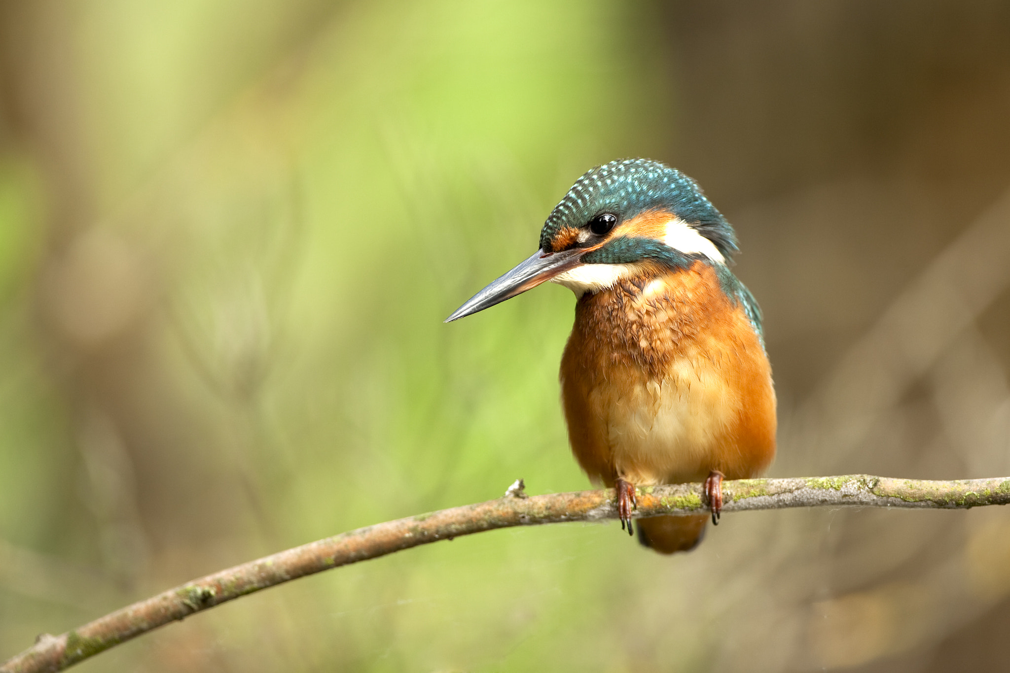 Canon EF 500mm F4L IS USM sample photo. Kingfisher photography