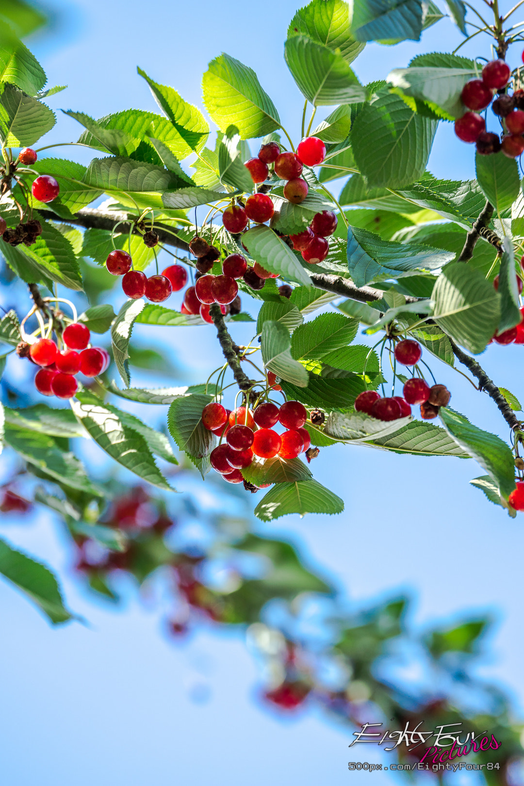 Sony ILCA-77M2 + Tamron SP 70-200mm F2.8 Di VC USD sample photo. Just cherries photography