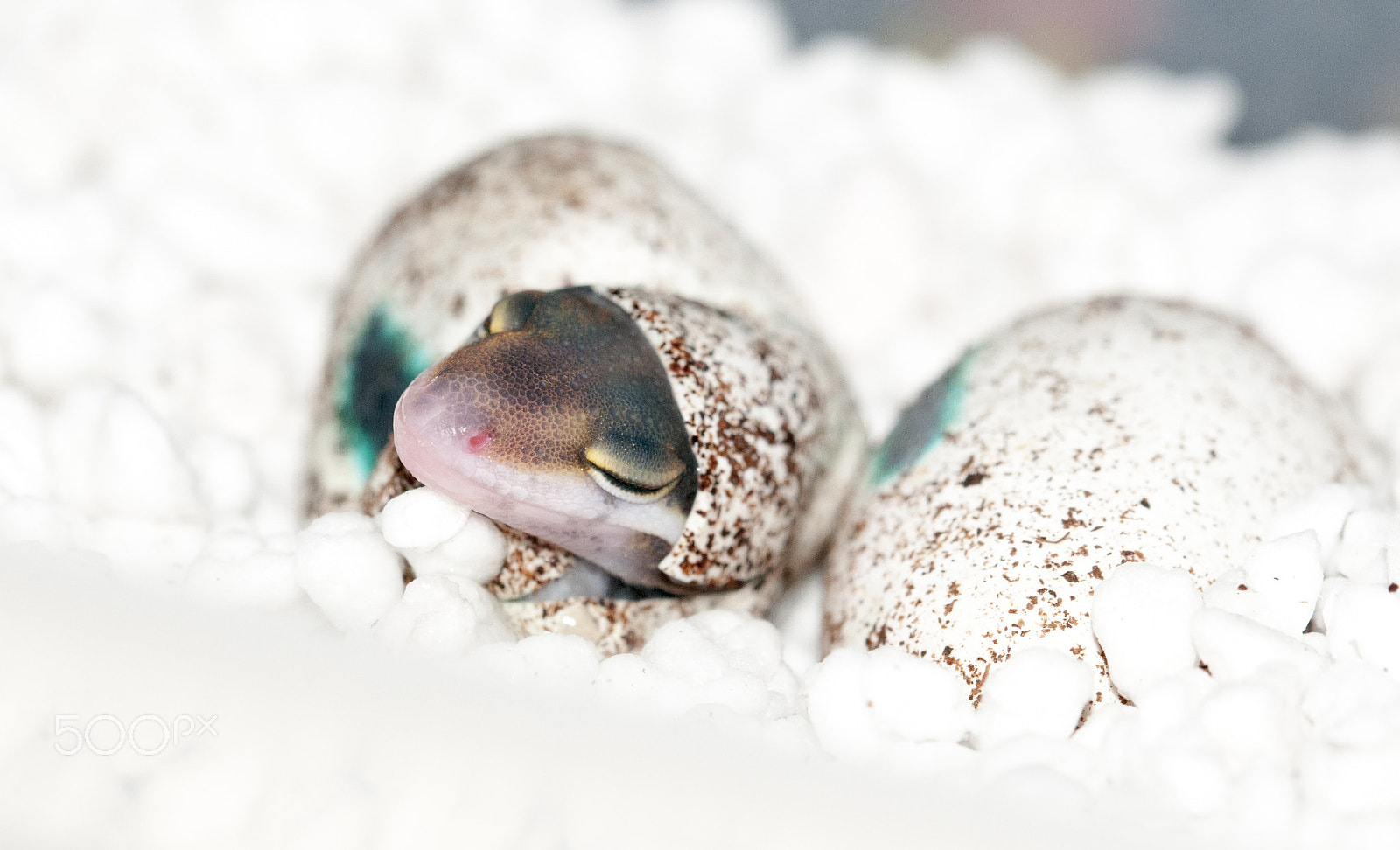 Nikon D300 + Sigma 105mm F2.8 EX DG OS HSM sample photo. Leopard gecko hatching photography