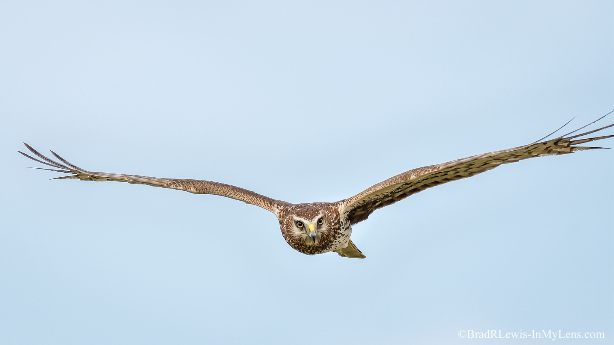 Nikon AF-S Nikkor 800mm F5.6E FL ED VR sample photo. Northern harrier photography