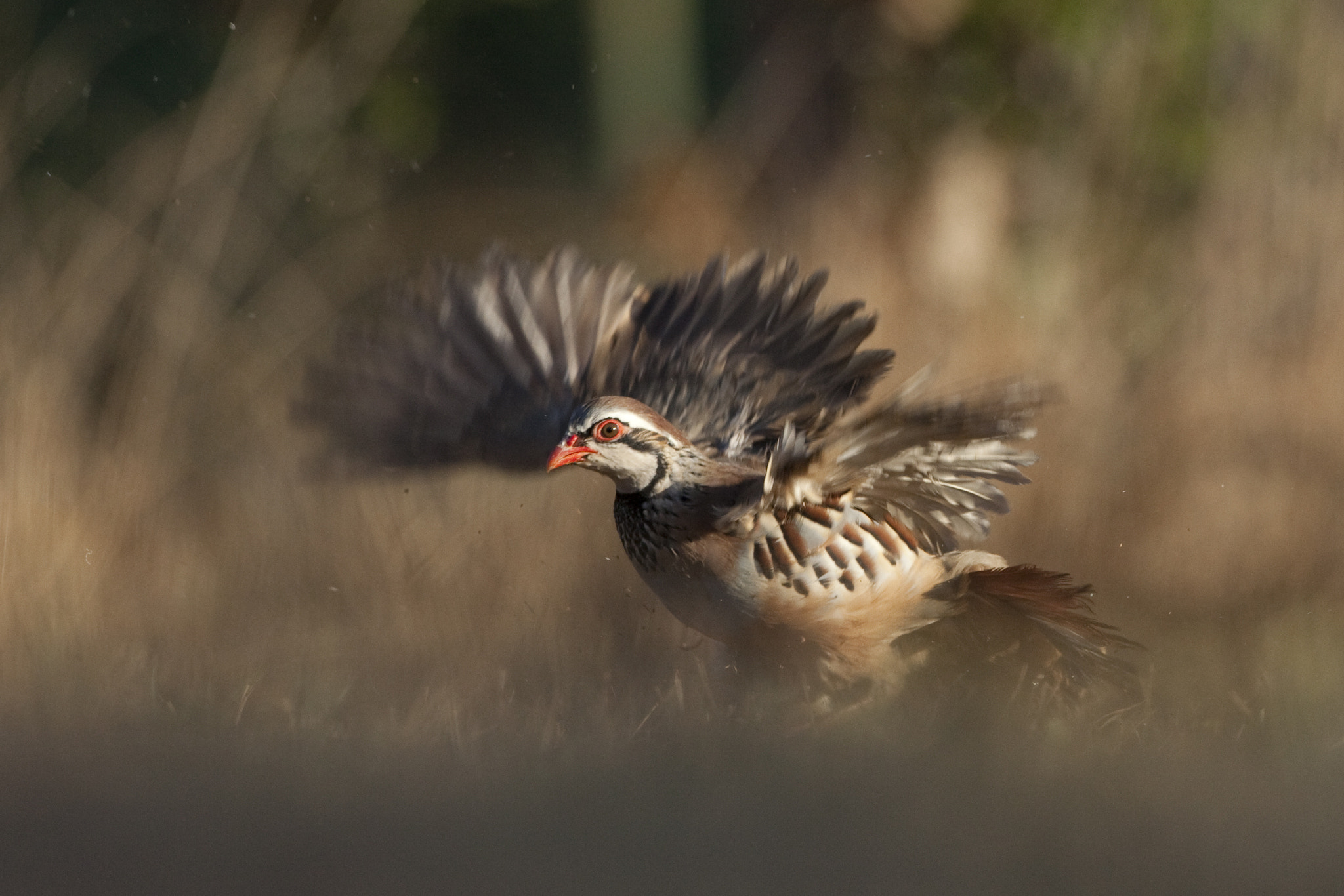 Canon EF 500mm F4L IS USM sample photo. Perdiz photography