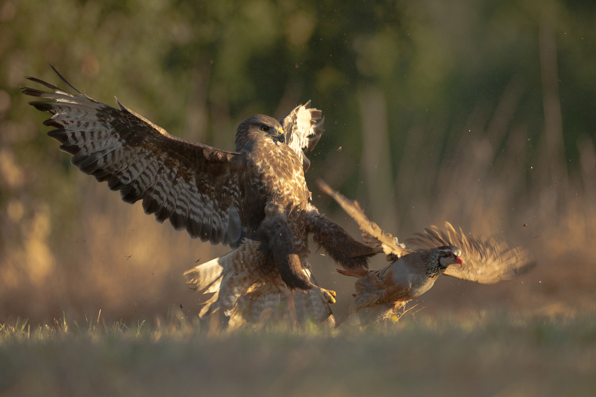 Canon EF 500mm F4L IS USM sample photo. Rapina photography