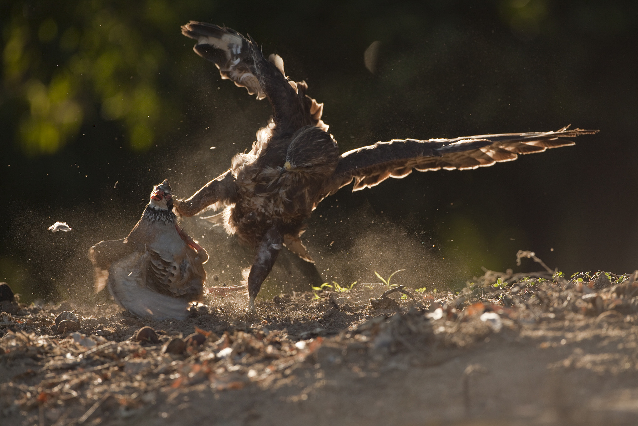 Canon EF 500mm F4L IS USM sample photo. Rapina photography
