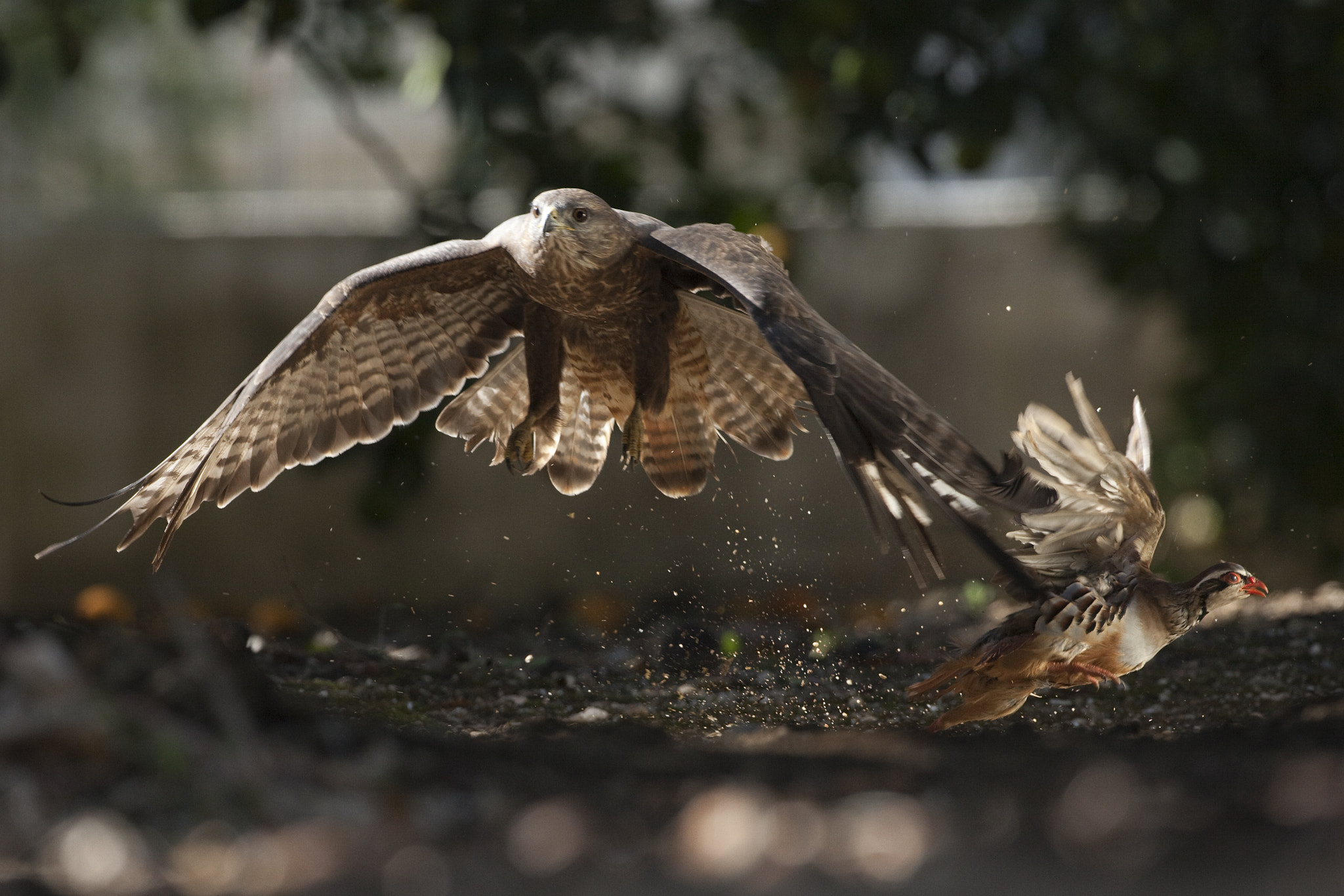 Canon EF 500mm F4L IS USM sample photo. Rapina photography