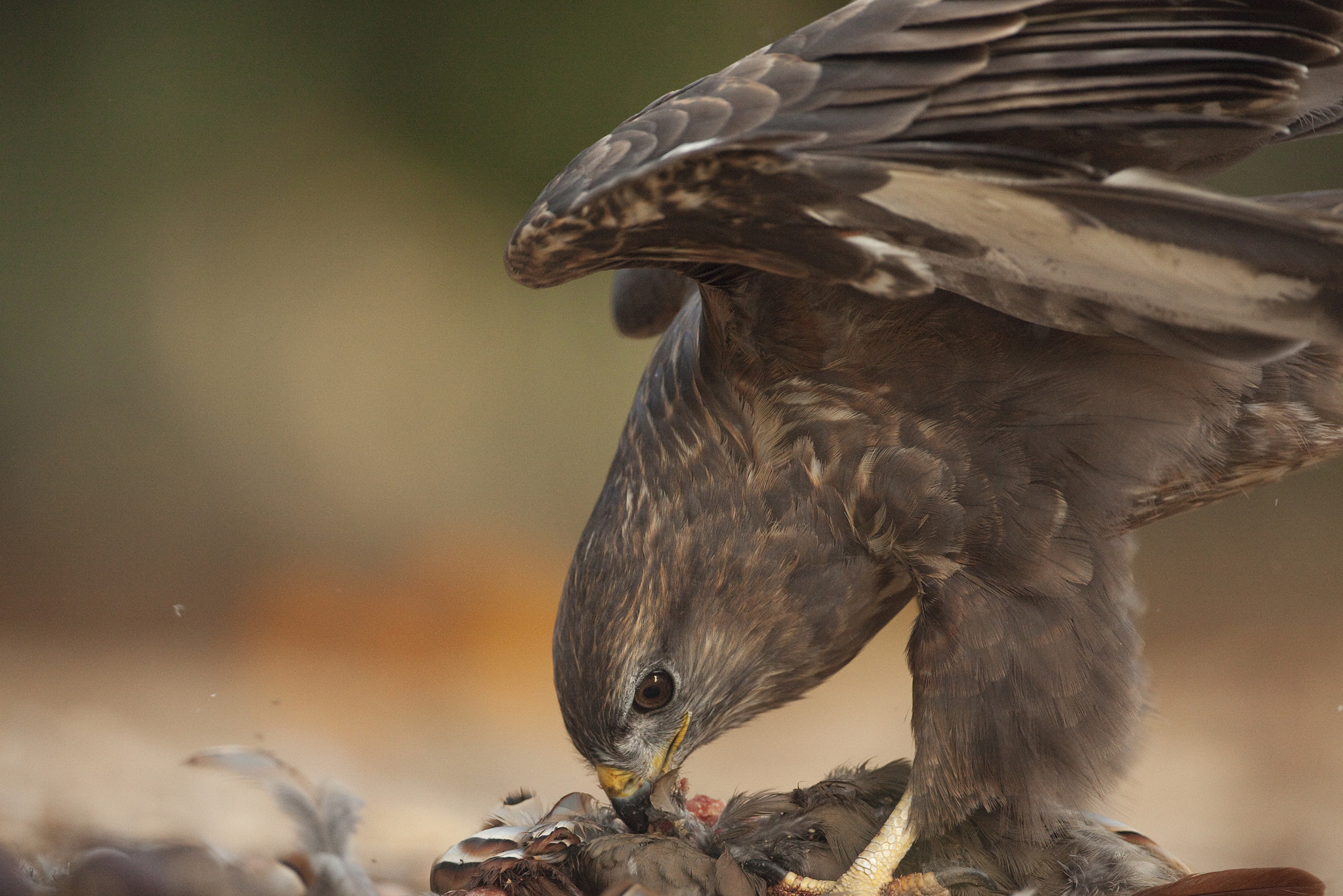 Canon EF 500mm F4L IS USM sample photo. Rapina photography