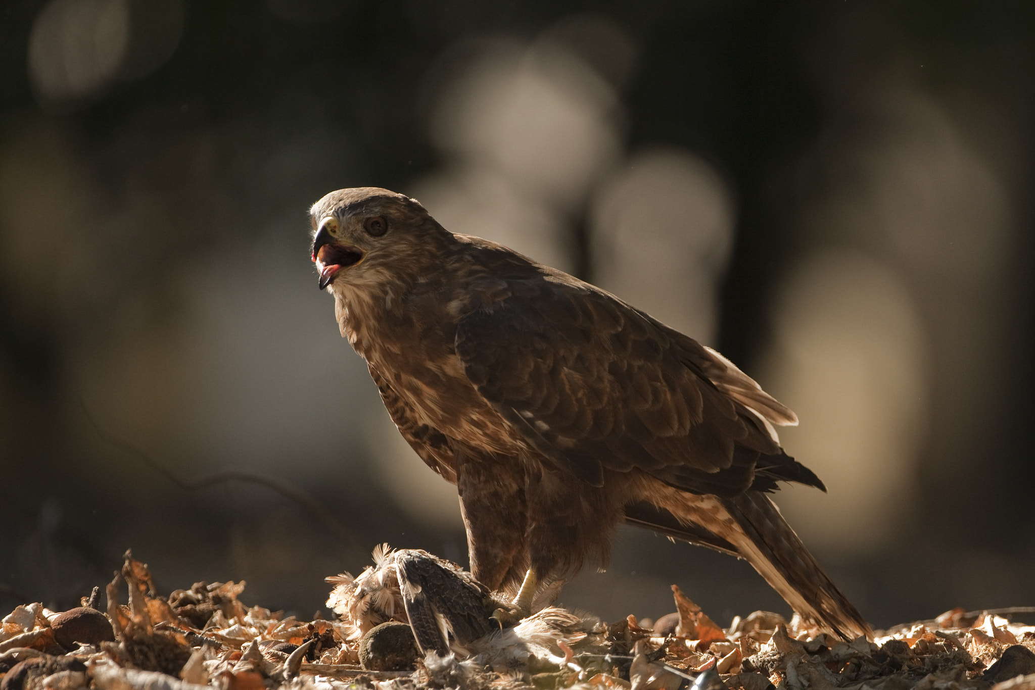 Canon EF 500mm F4L IS USM sample photo. Rapina photography