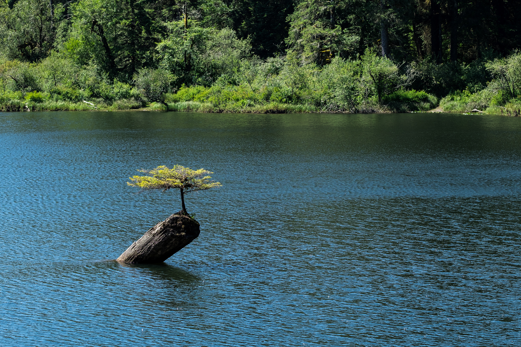 Fujifilm X-T10 + Fujifilm XF 90mm F2 R LM WR sample photo. Tree on tree photography