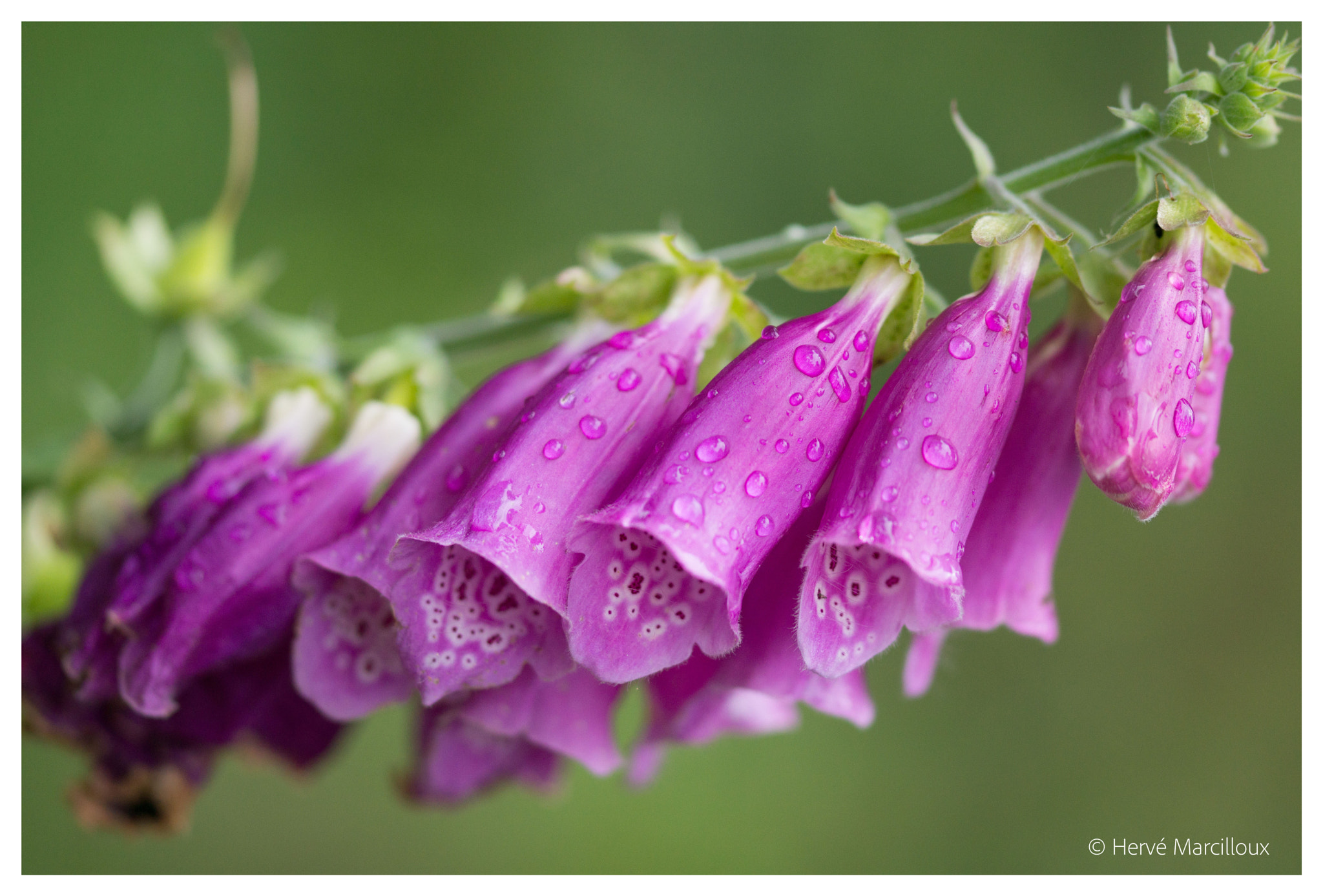 Sony SLT-A77 + 105mm F2.8 sample photo. Digitalis photography