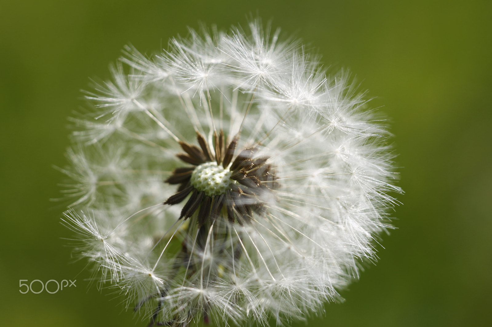 Sigma APO Macro 180mm F2.8 EX DG OS HSM sample photo. Dandelion seeds in macro photography