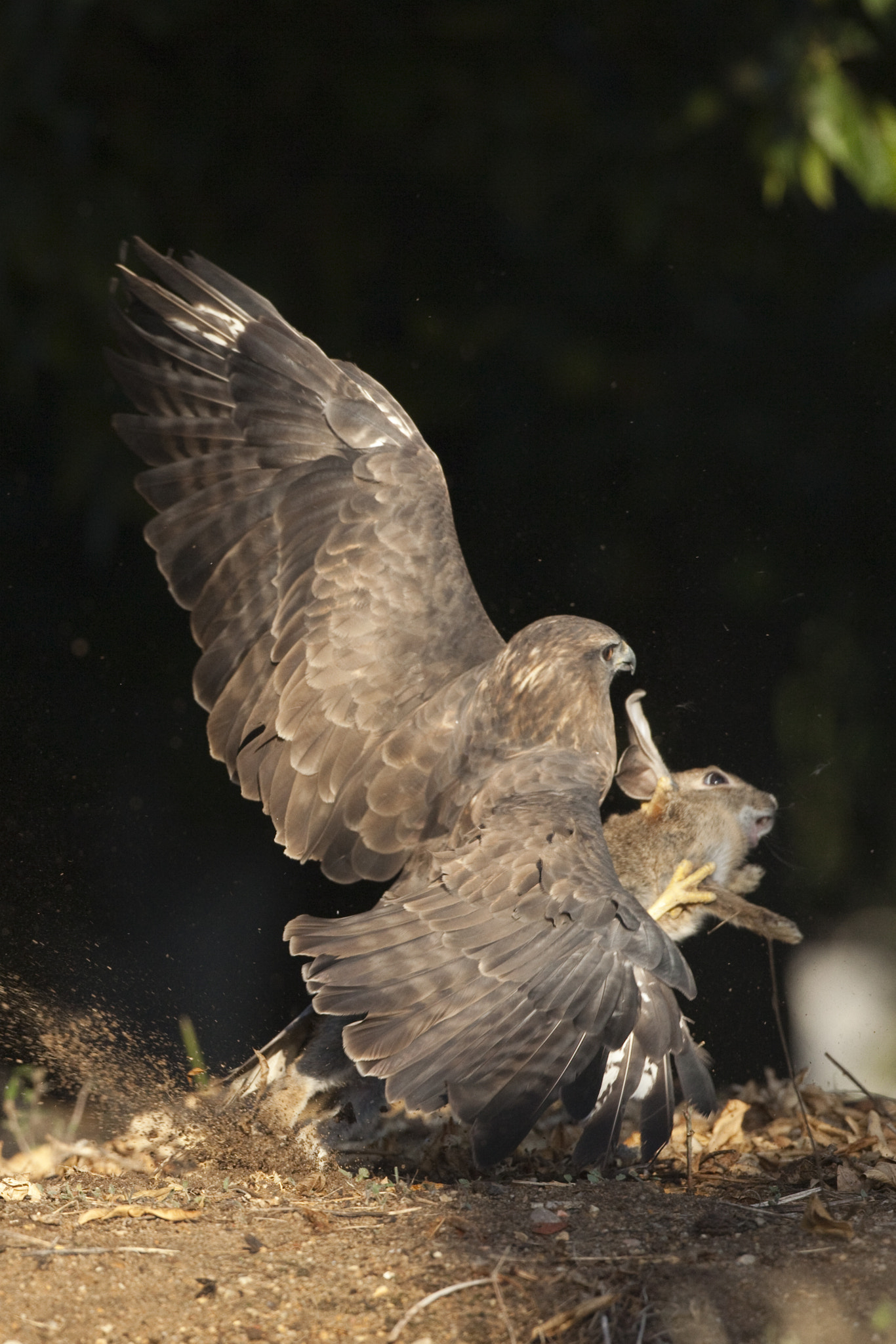 Canon EF 500mm F4L IS USM sample photo. Rapina photography