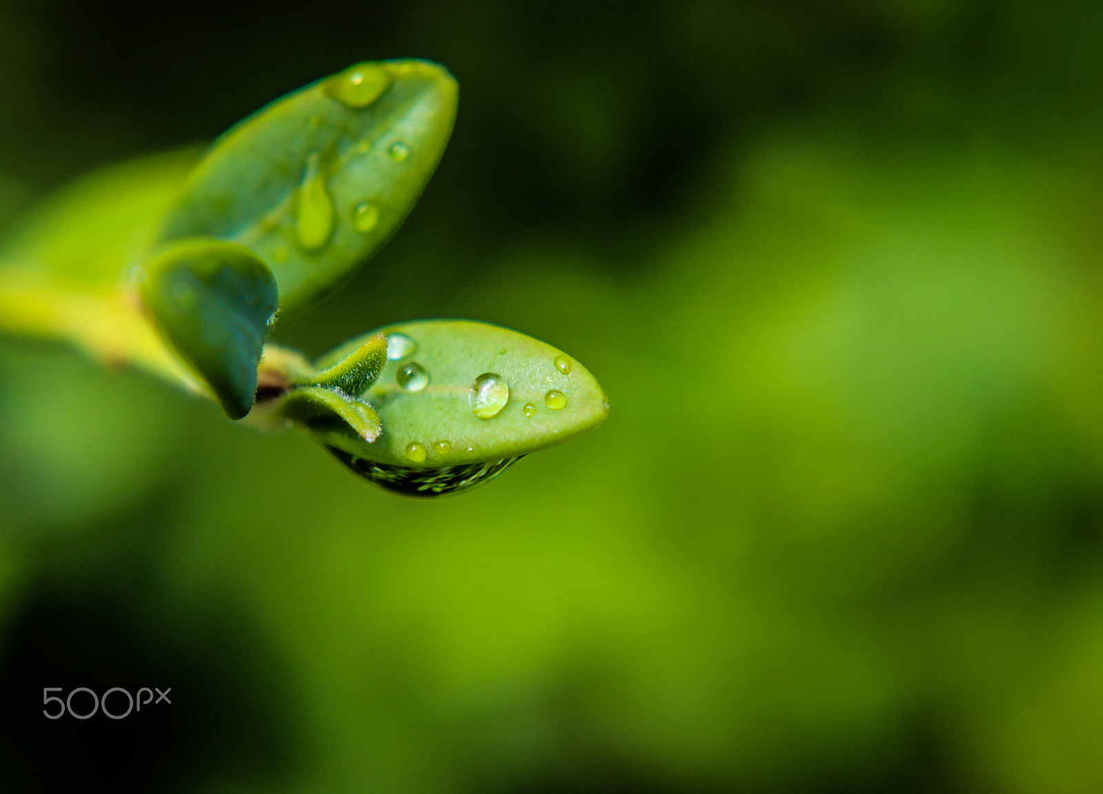 Canon EOS 700D (EOS Rebel T5i / EOS Kiss X7i) + Canon EF 50mm F1.8 II sample photo. Touch of nature!!! photography