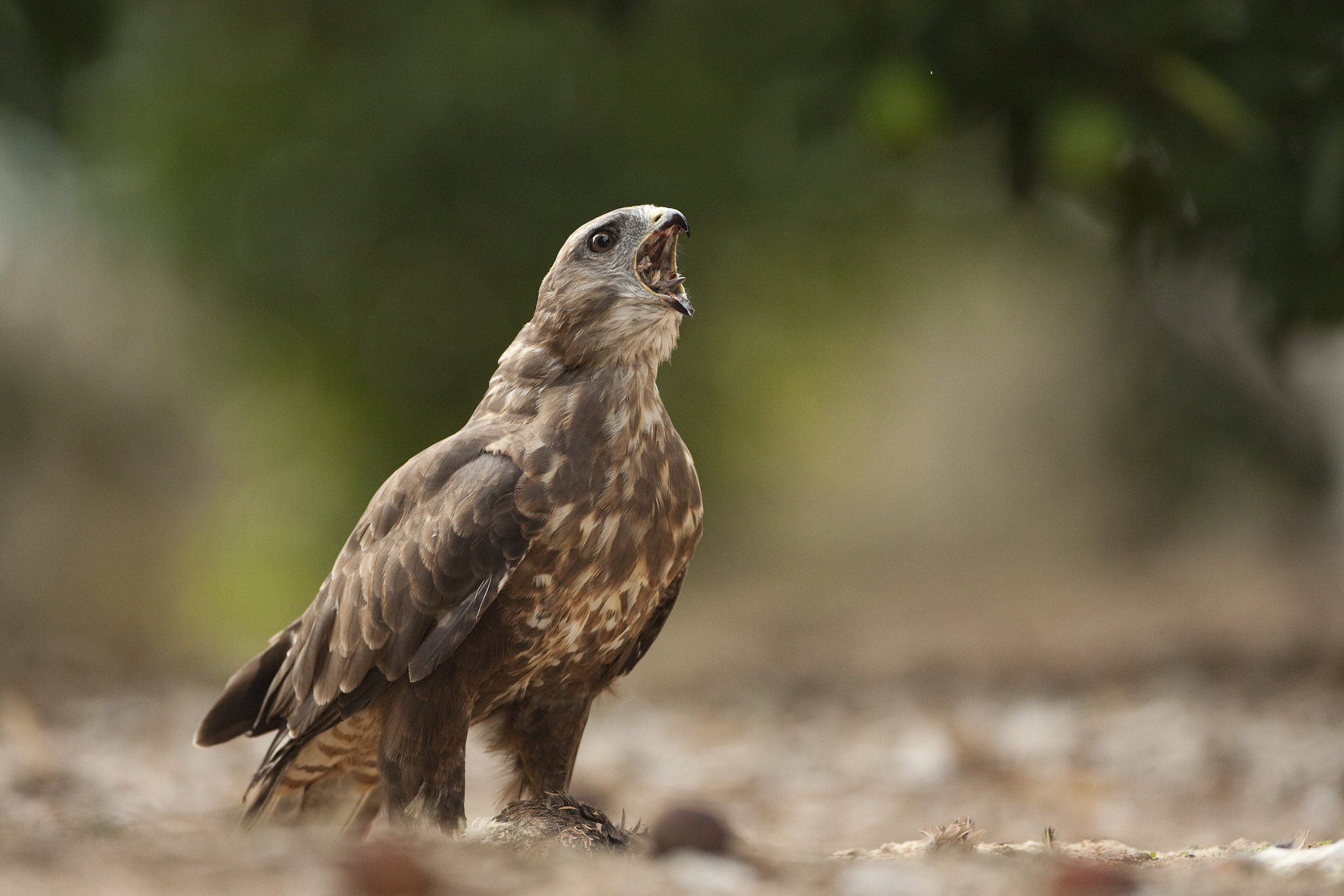 Canon EF 500mm F4L IS USM sample photo. Rapina photography
