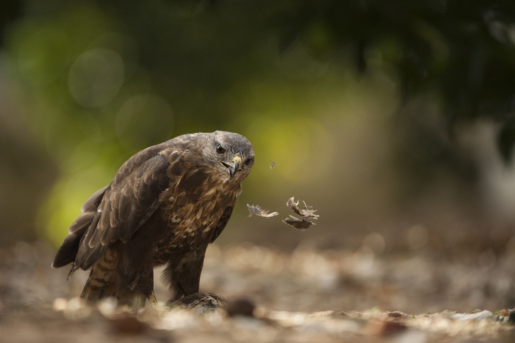 Canon EF 500mm F4L IS USM sample photo. Rapina photography