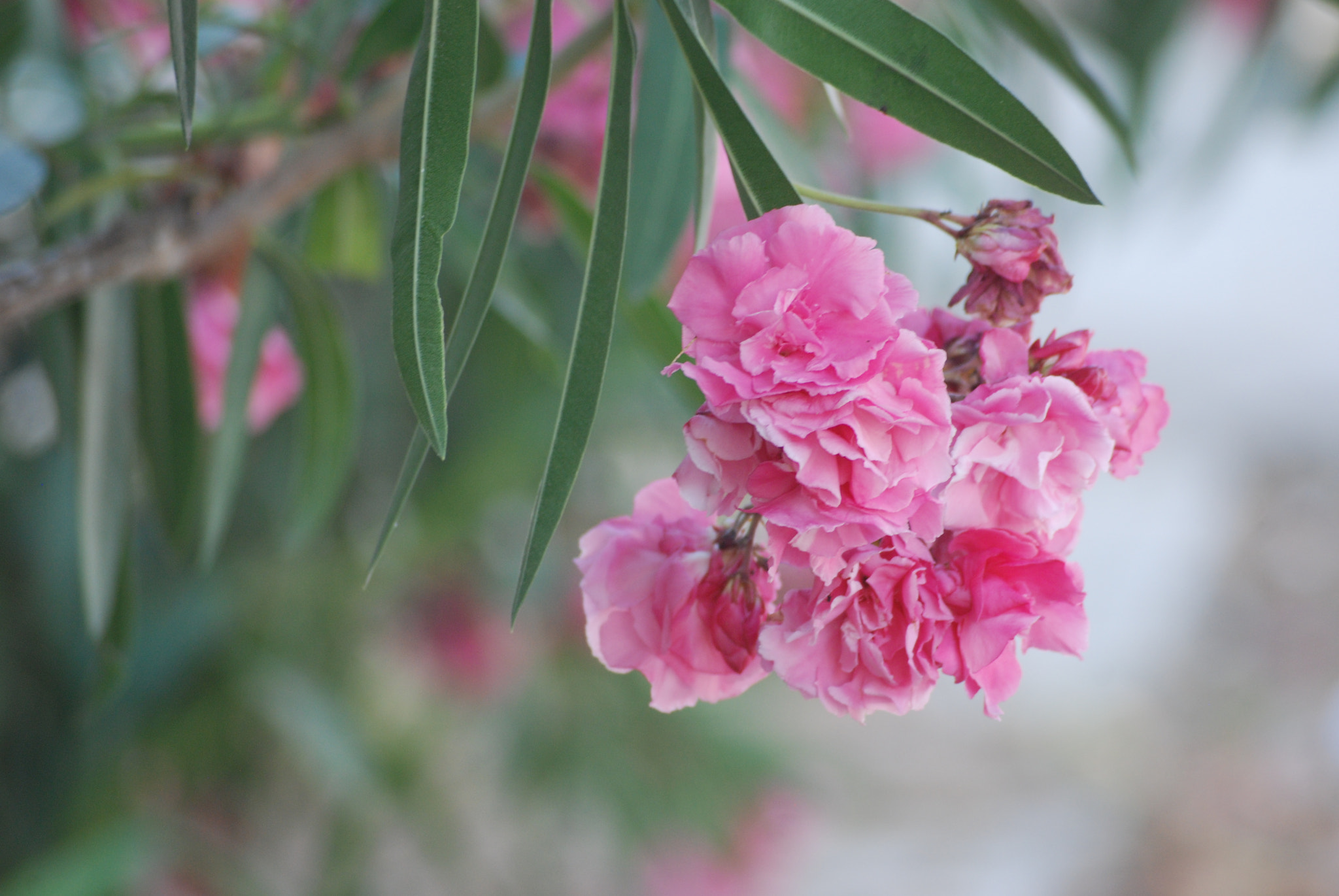 Nikon D80 + Sigma 55-200mm F4-5.6 DC sample photo. Laurier rose (nerium) photography