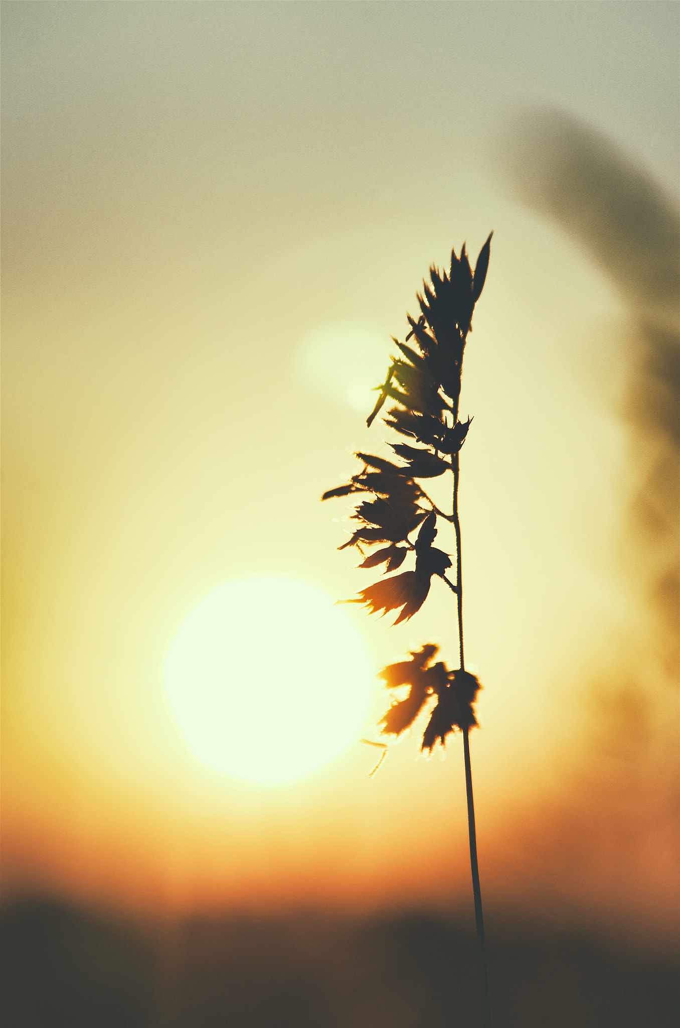 Pentax K-5 II sample photo. Blurred grass photography