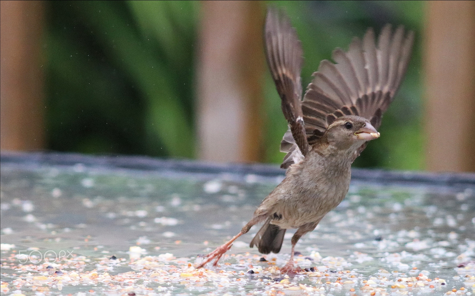 Canon EOS 80D + Canon EF 70-200mm F2.8L USM sample photo. Dancing bird photography