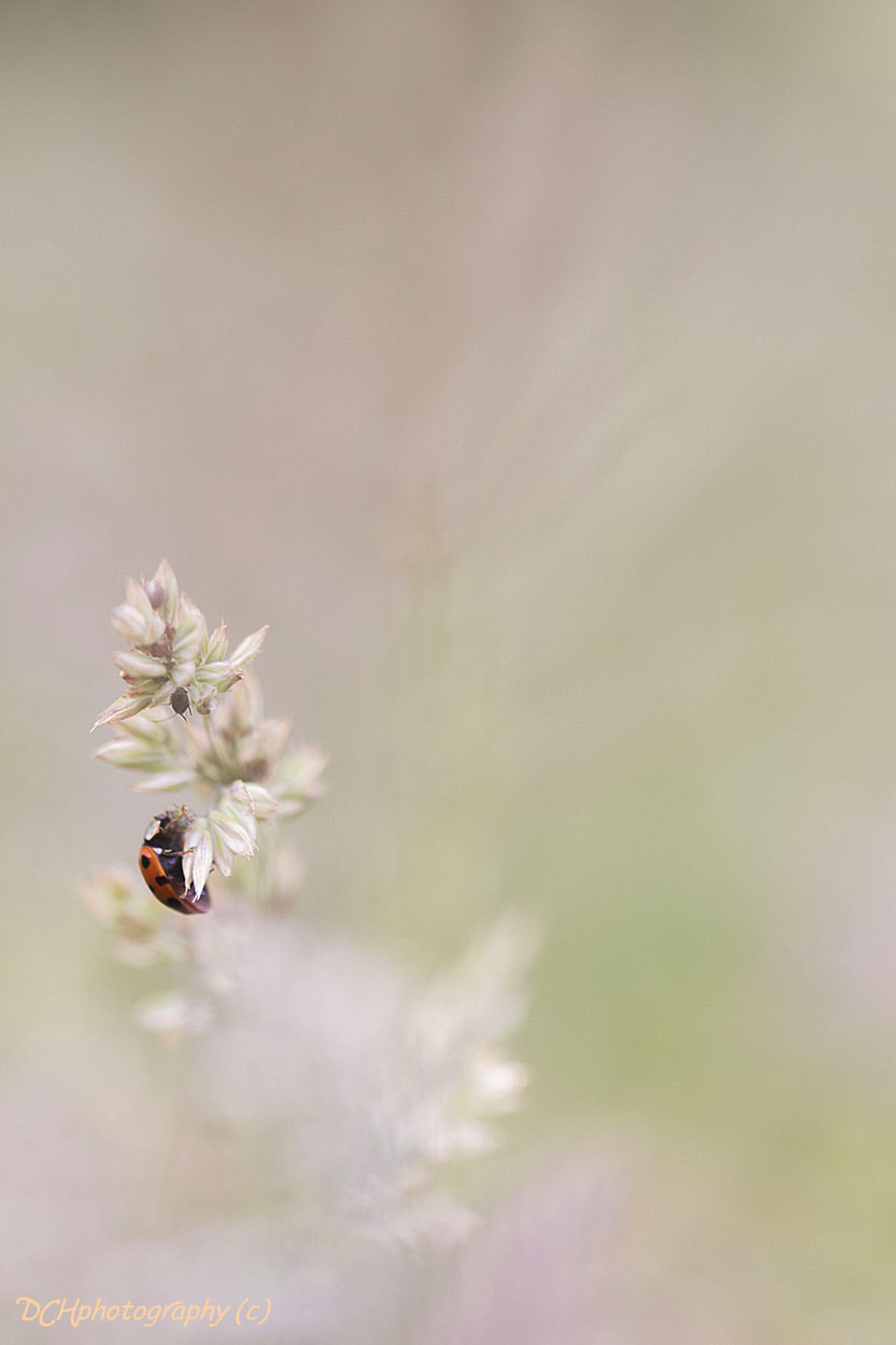 Canon EF 100mm F2.8L Macro IS USM sample photo. All alone photography