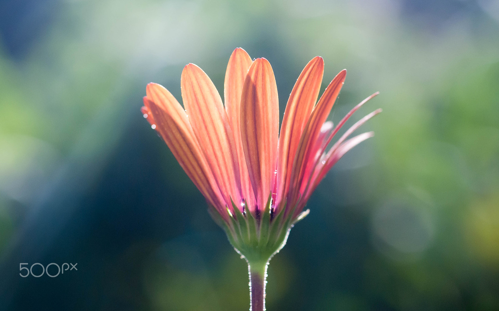 Nikon D300 + AF Micro-Nikkor 55mm f/2.8 sample photo. After raining photography