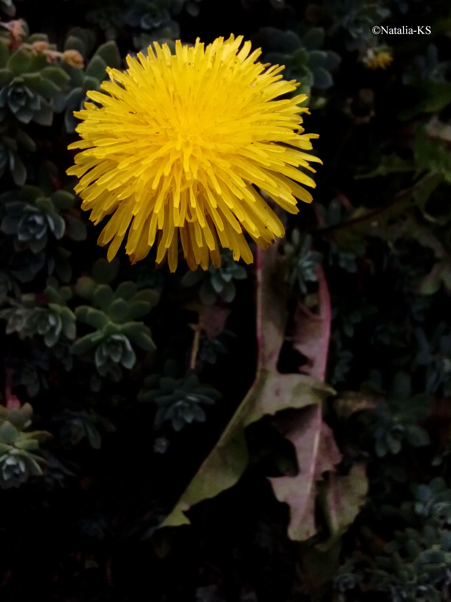 HUAWEI G610-U15 sample photo. Yellow photography