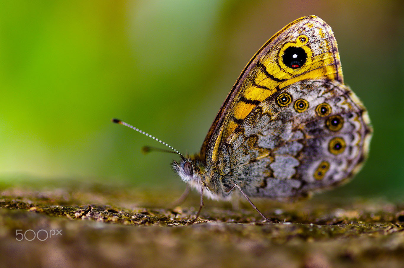 Pentax K-3 II + Sigma sample photo. Brown beads photography