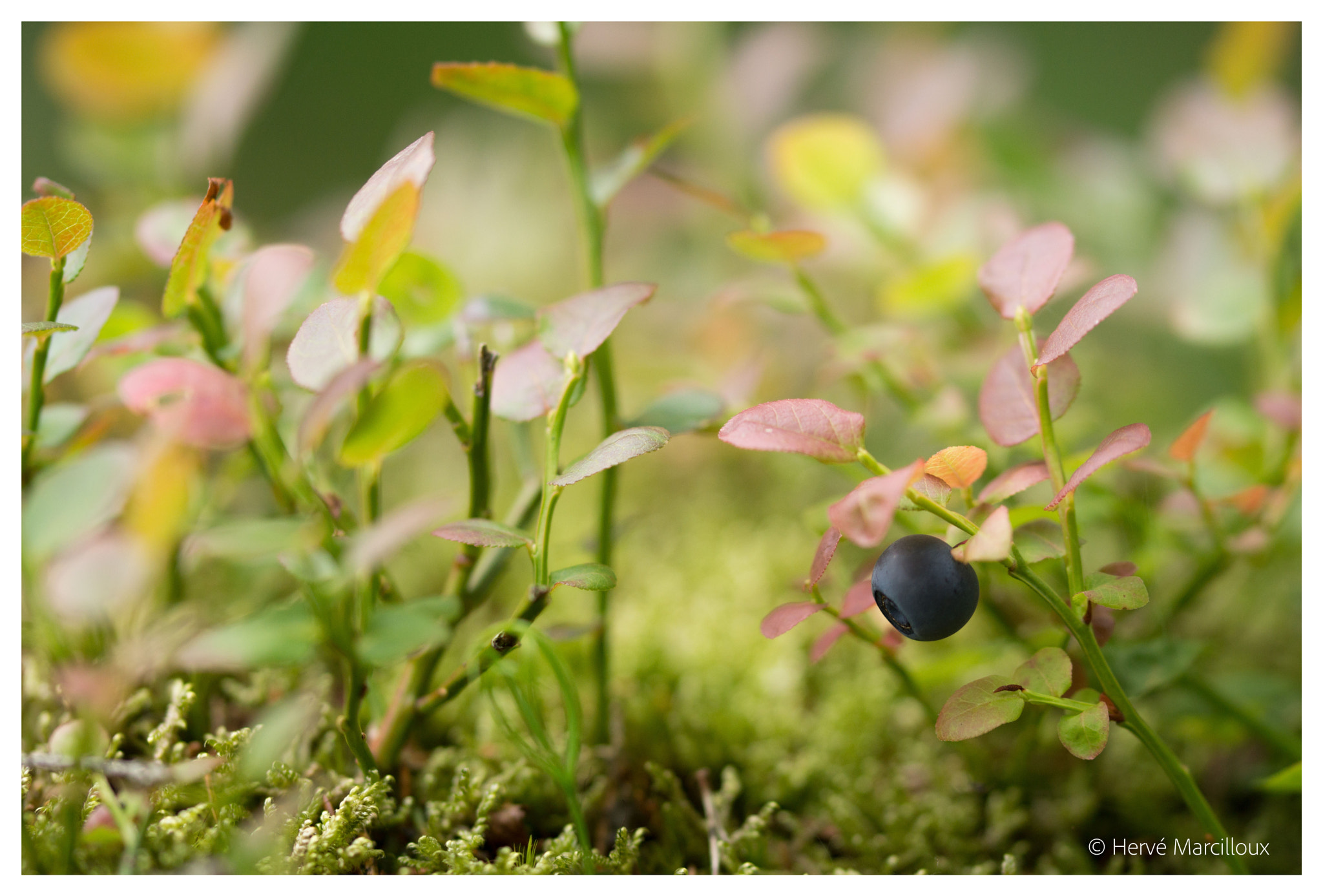 Sony SLT-A77 + 105mm F2.8 sample photo. Blåbär photography