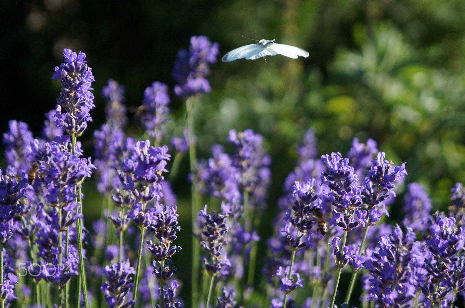 Sony E 18-55mm F3.5-5.6 OSS sample photo. White butterfly overflight photography